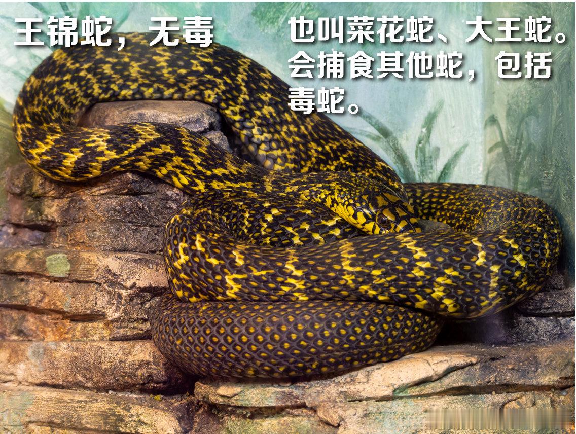 洪灾后如何防蛇广西横州一被蛇咬伤女子不幸离世 最近，洪水灾害把不少蛇带离了栖息地