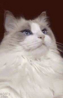 猫猫：这刷牙怎么这么突然 