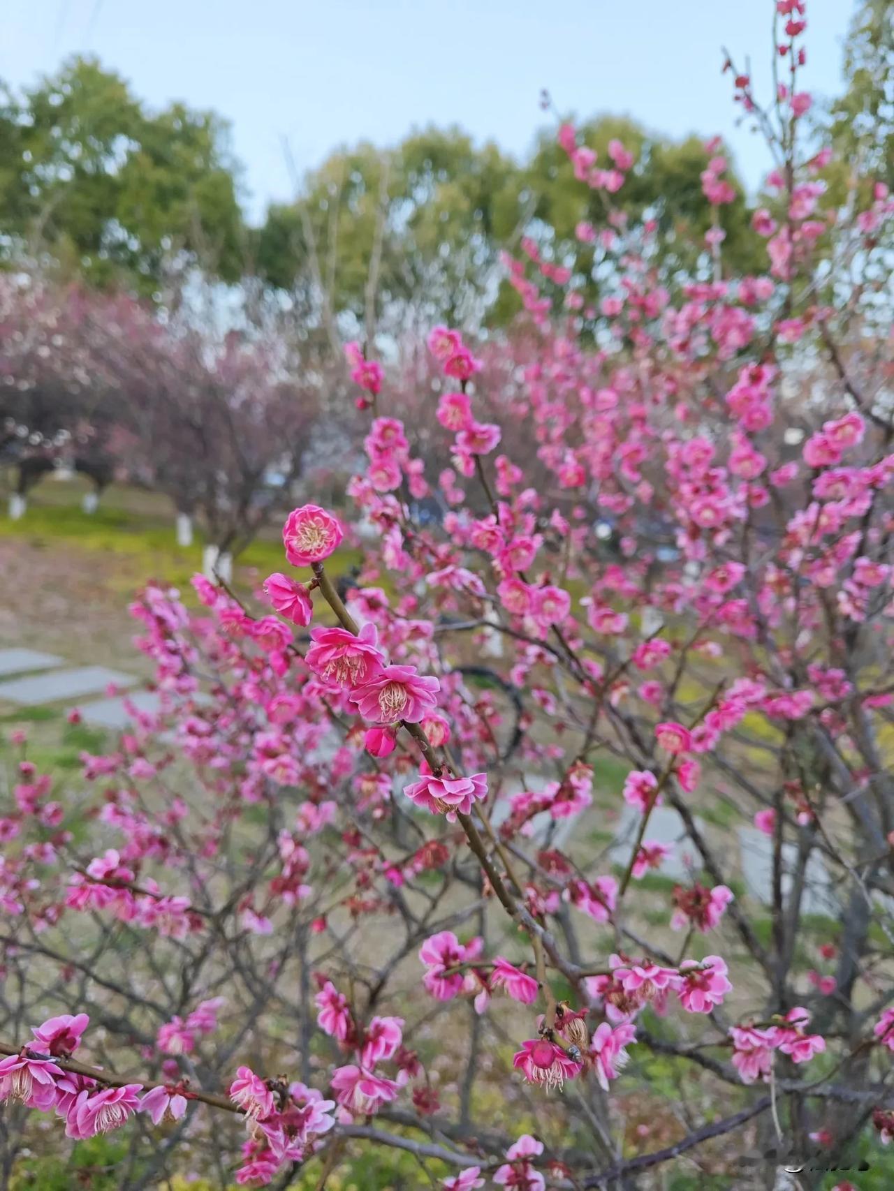 分享你手机中的花花草草梅花盛开时