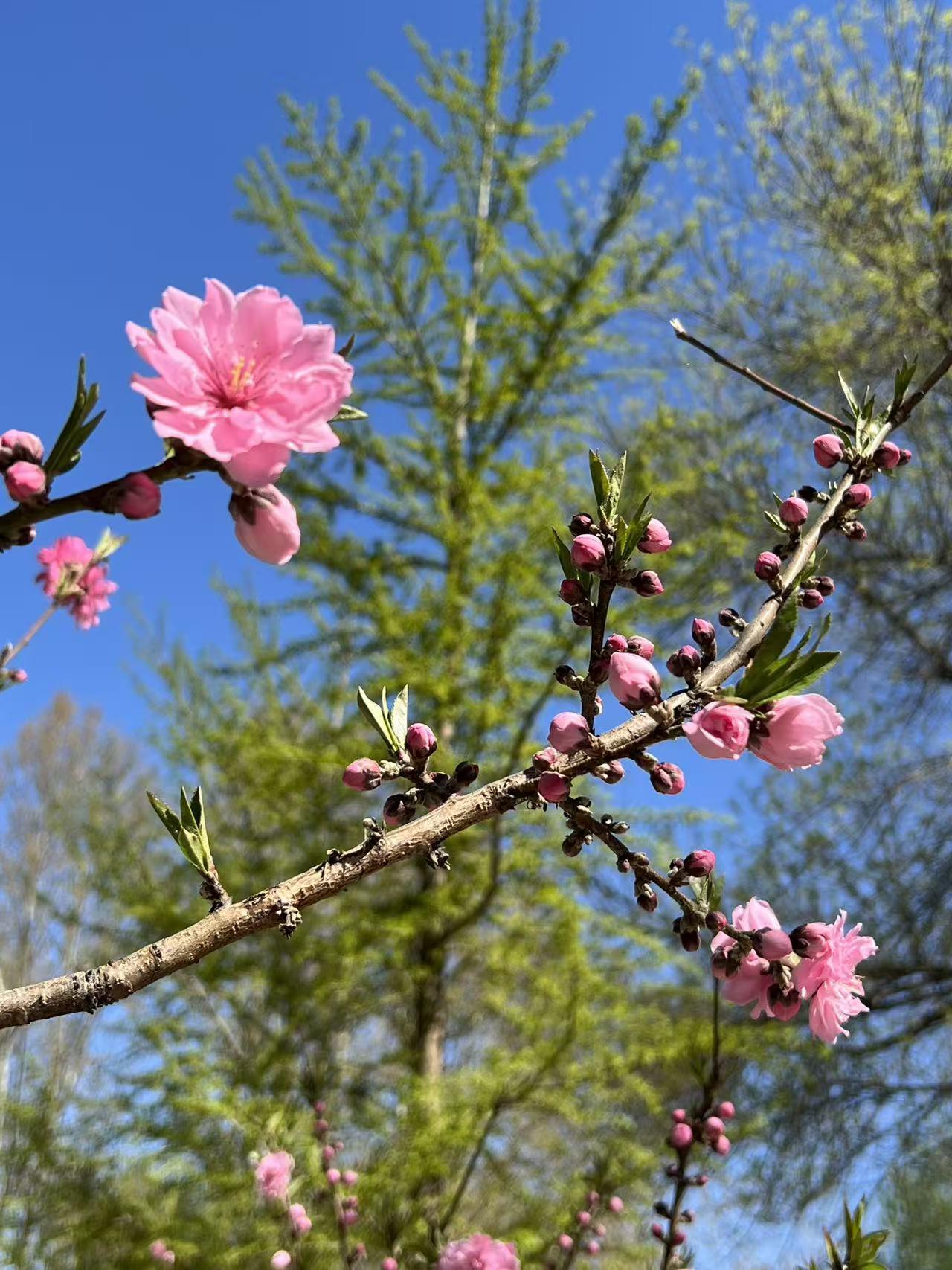 晒图笔记大赛这些花太漂亮了，各有特色