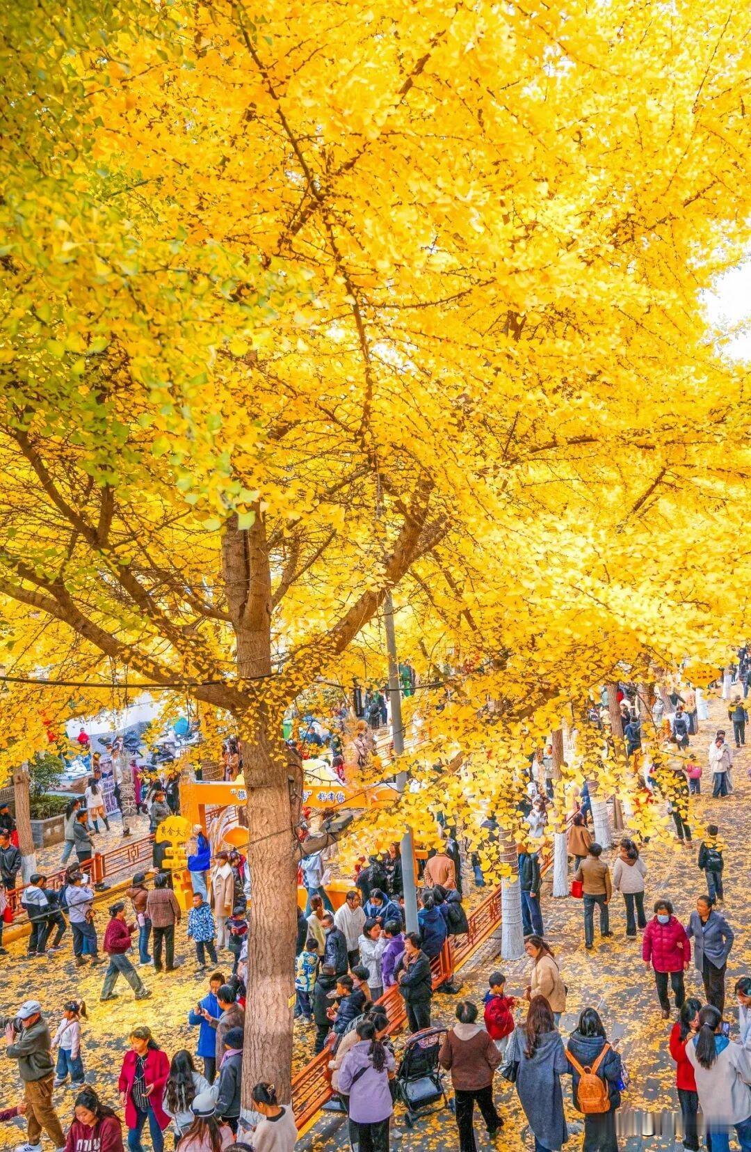 这是甘肃天水深秋时的奇观:“黄金大道”。位于天水市秦州区青年北路。巨大的银杏树下