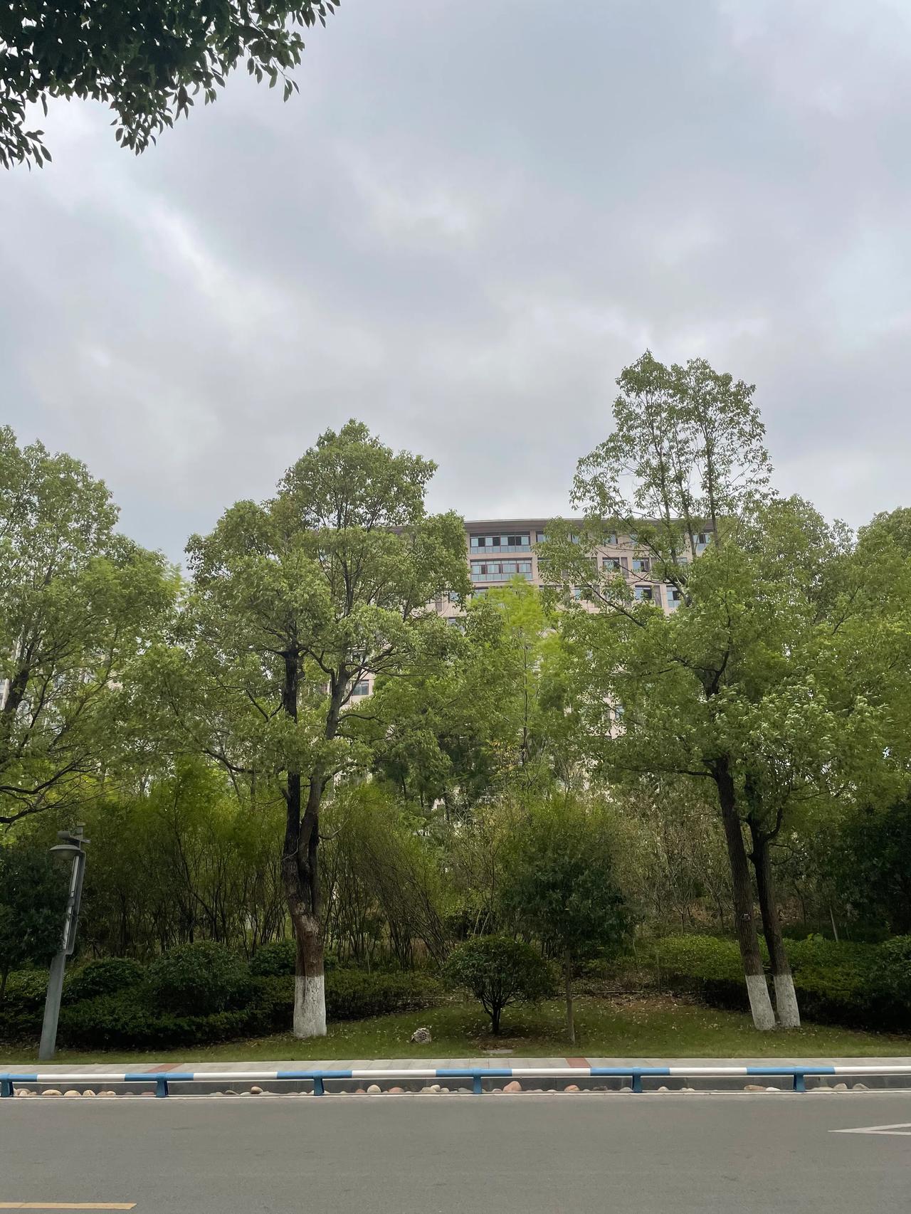 喜迎降温
        ——南木子
乌云笼罩压头顶，
大风吹动树木醒。
蛮横骄