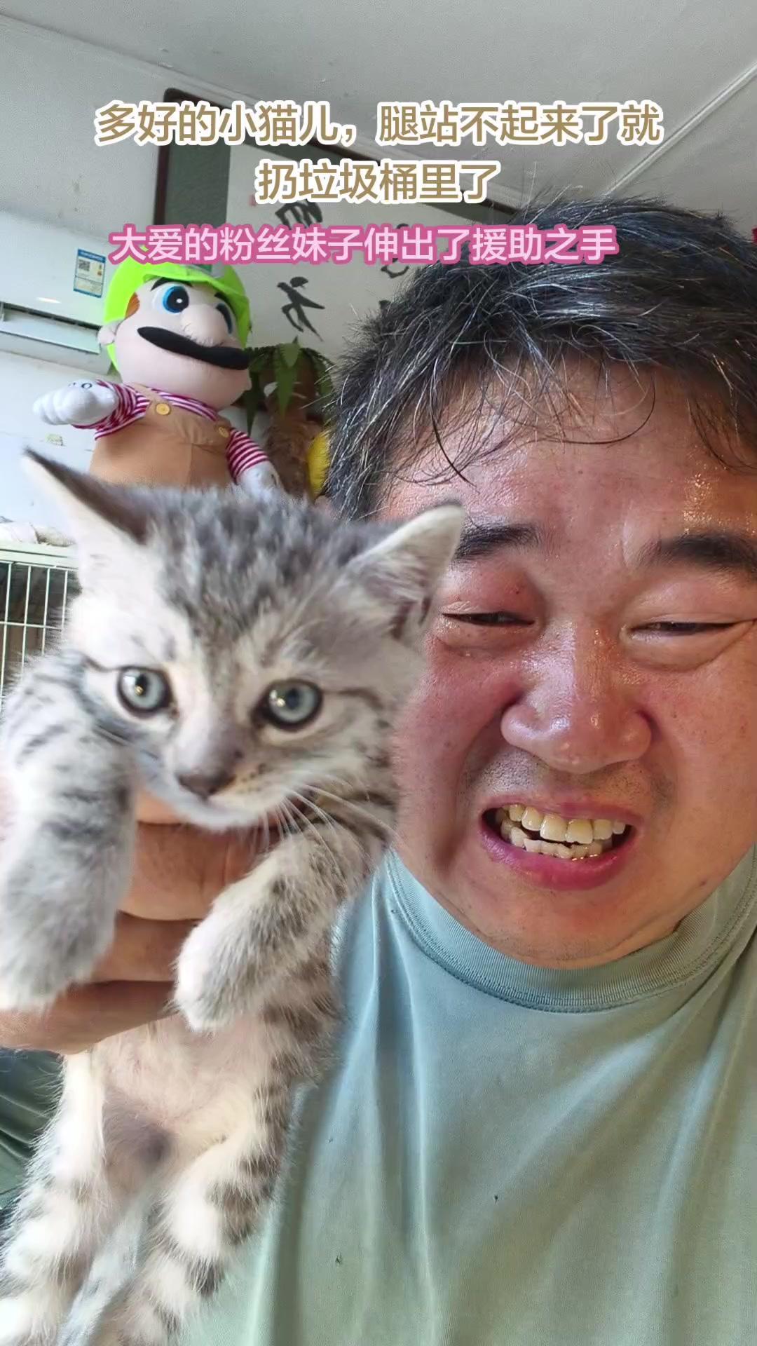 🎉刚捡的虎斑猫后腿瘫痪，妹子却决定自己收养，还能免费治疗！

这只虎斑猫昨天晚