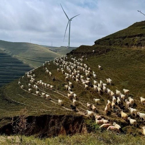 一家在拼多多开了十年的羊肉店环县羊肉店开了整整10年，从当初只卖自家羊到现在可以