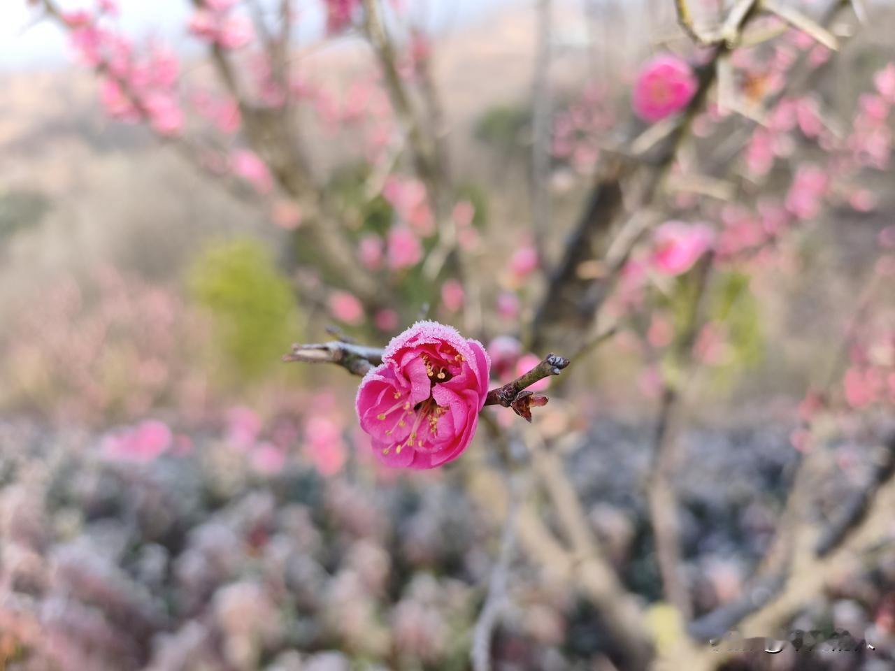 梅须逊雪三分白，雪却输梅一段香。