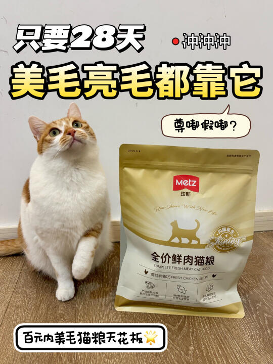 只要28天就能获得一只美毛小猫🐱？