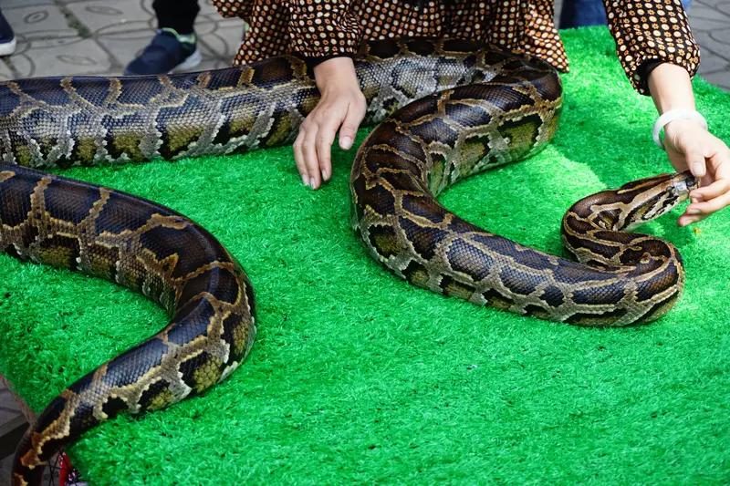 河南婚礼蟒蛇表演女子被咬面部引关注
9月12日，河南商丘夏邑县一场婚礼表演中发生