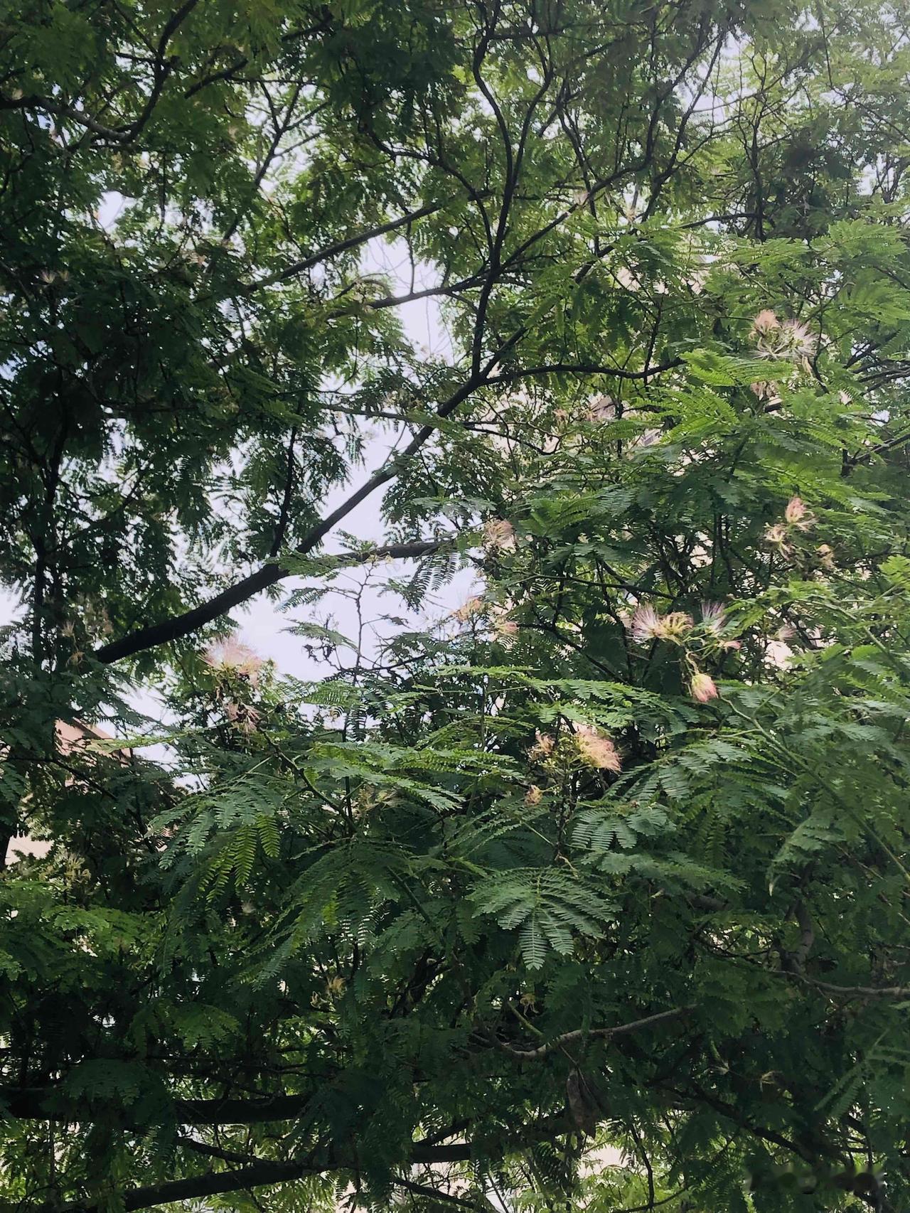 夏日生活打卡季盛夏的草木长得格外茂盛。路边合欢树撑开层层绿伞，绒花星星点点缀满枝