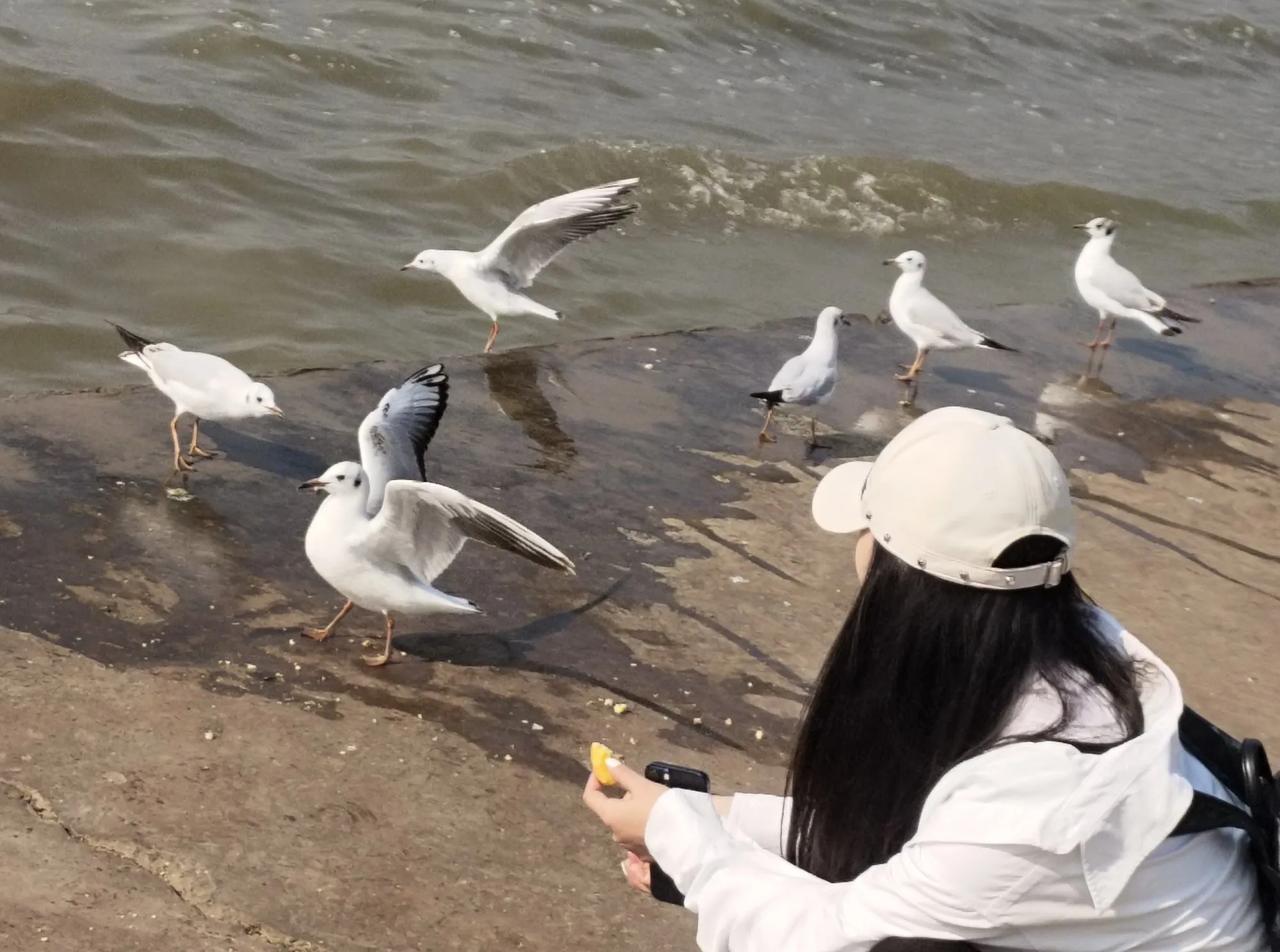 去云南海埂大坝看海
在冬日的暖阳下，我踏上了前往云南昆明海埂大坝的旅程，心中怀揣