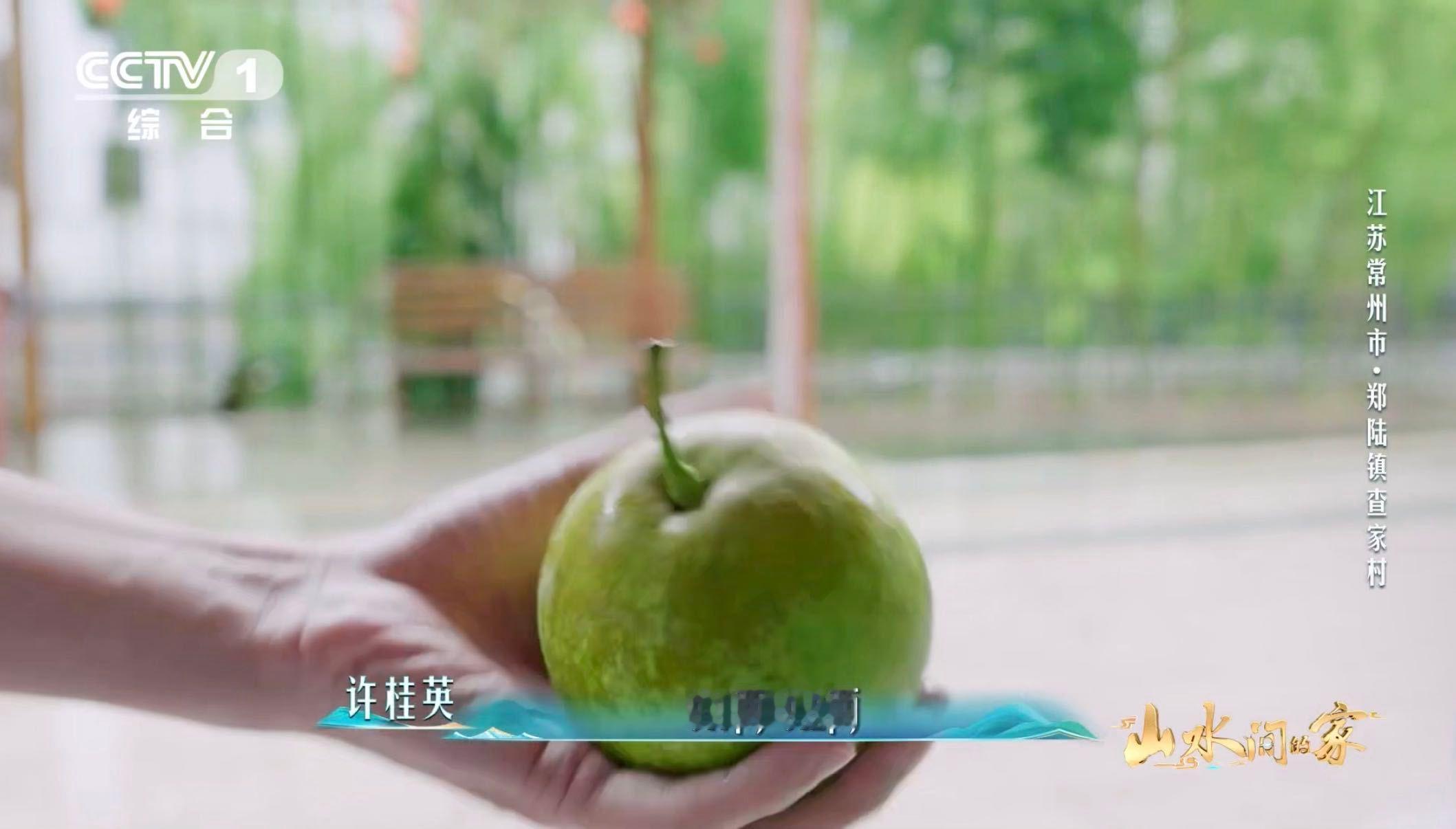 哪个梨更甜看底部果农手一掂就知梨重9两2 常州查家村的翠冠梨太勾人！果农一掂便知