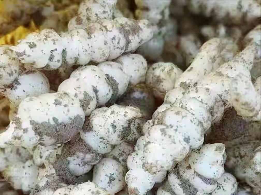 中国最少见的20种蔬菜，吃过10种以上，绝对是行家

1、地环    2、象牙菜