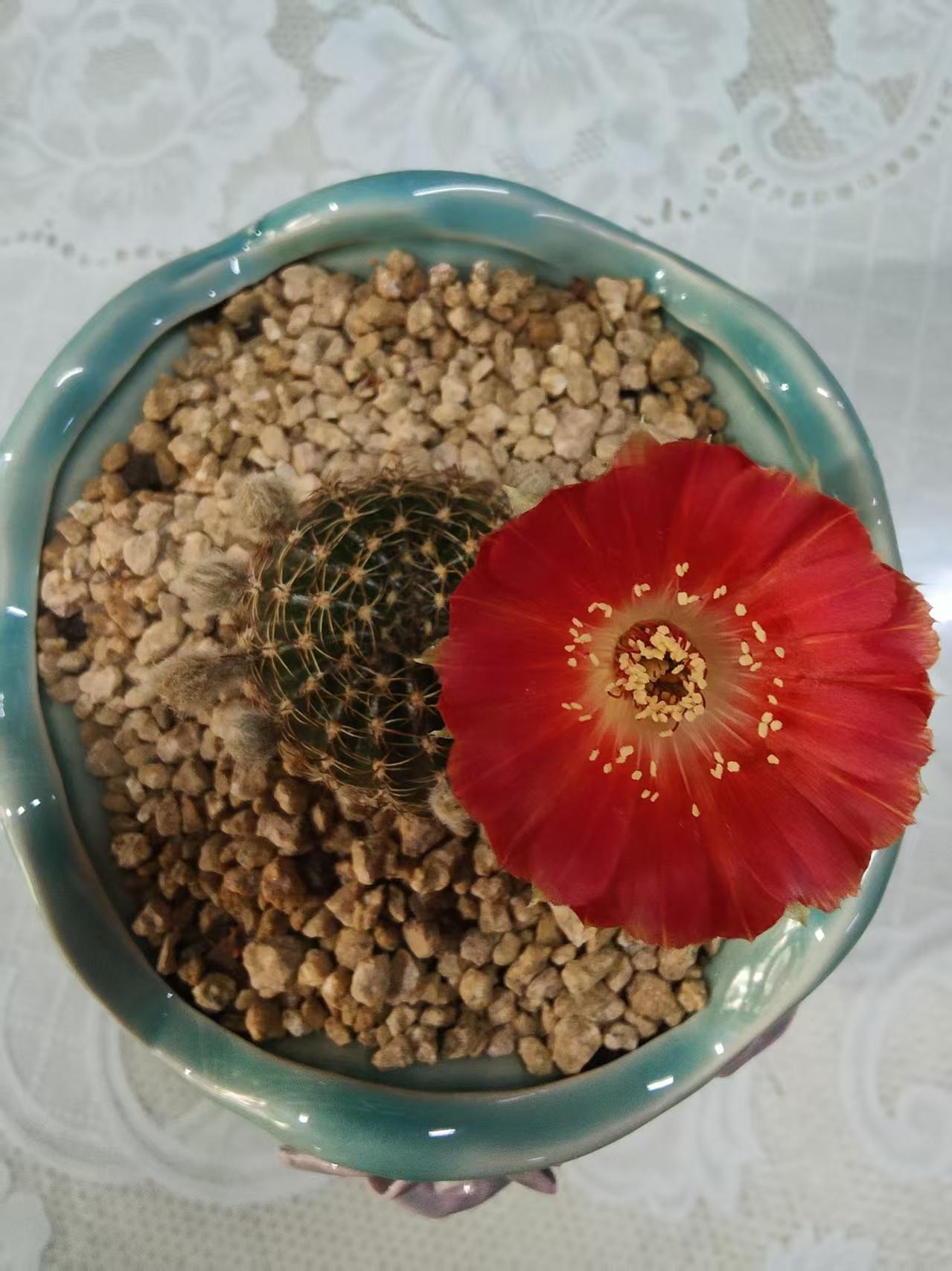 儿子同学妈妈养的花，好漂亮。
