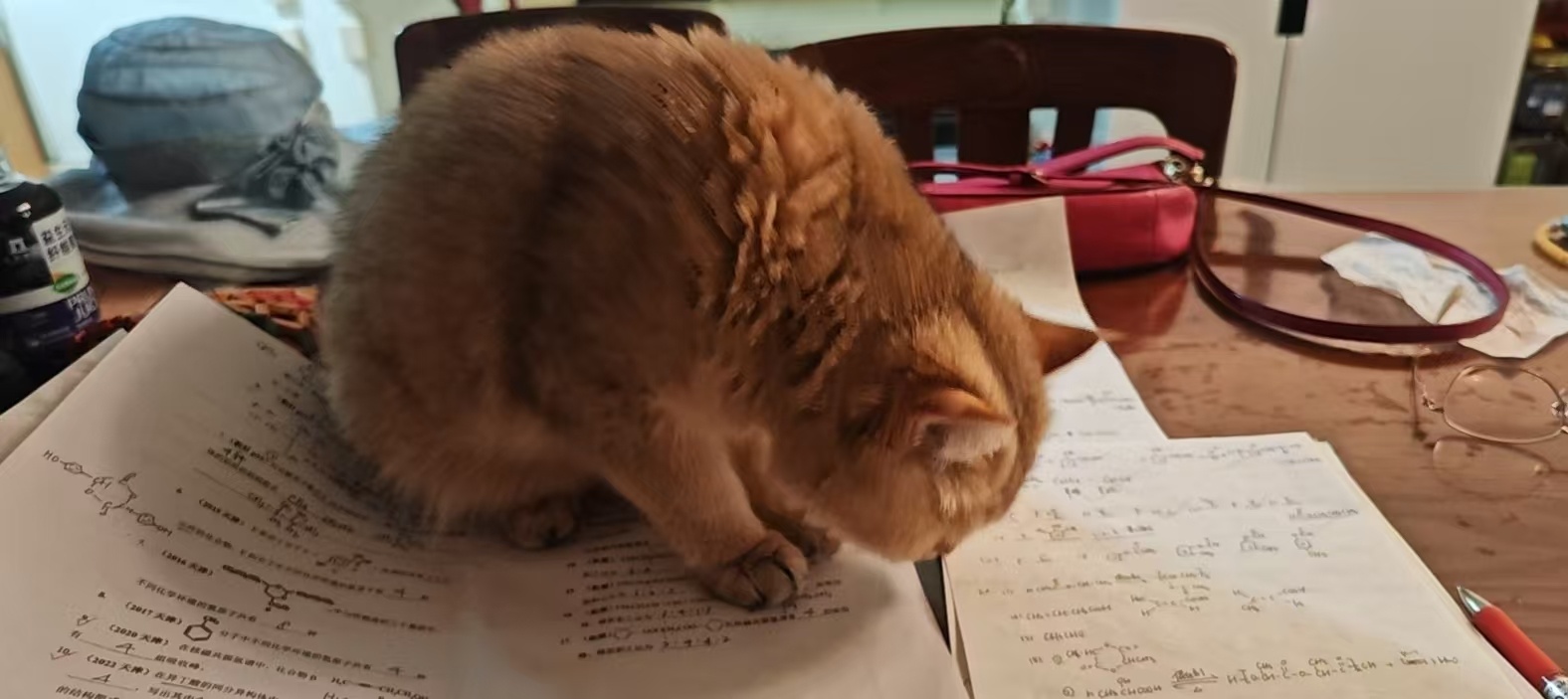 小猫备战高考