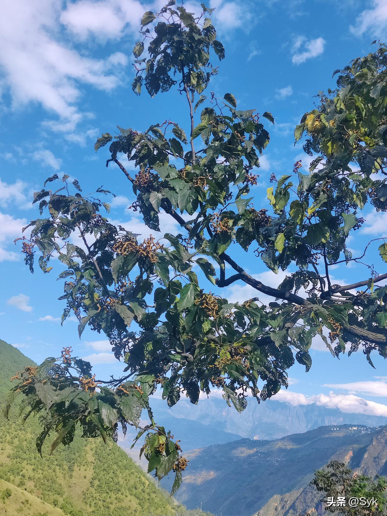 今天去山上拍的，大家看看这是什么植物？村上的人说果实可以吃哦！