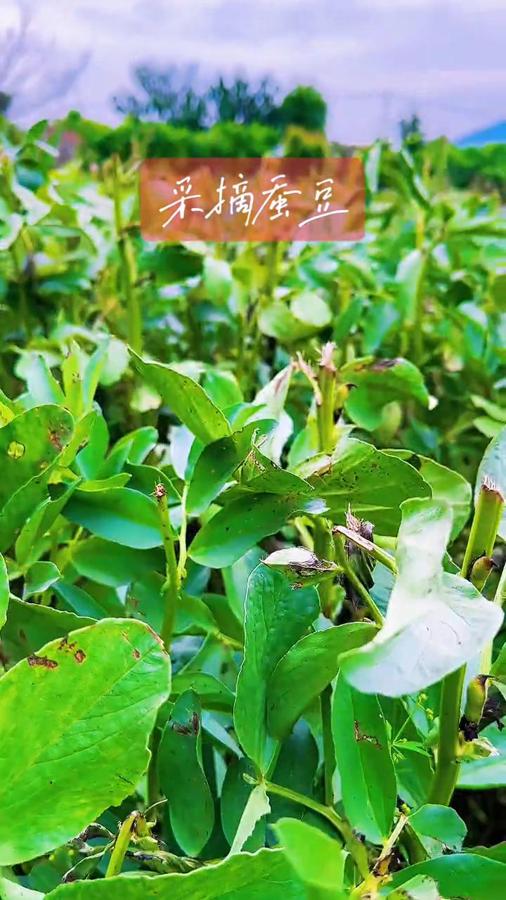 采摘蚕豆。
