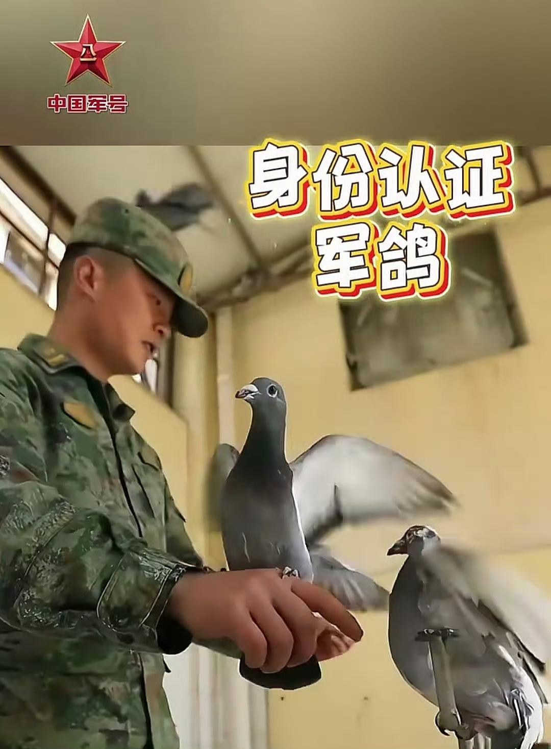 我军目前依然保留了"军鸽"用于通信 ，

我军目前确实仍保留军鸽作为特殊条件下的