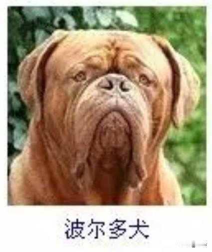 菩萨蛮11·波尔多犬
       赤茸凝作沉岩态，重唇深皱威容在。眸底载寒苍，