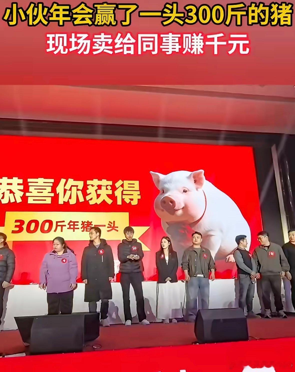 年会中的1头猪卖完赚千元男子年会吃辣赢走300斤年猪哈哈哈 这样的年会真的太有意