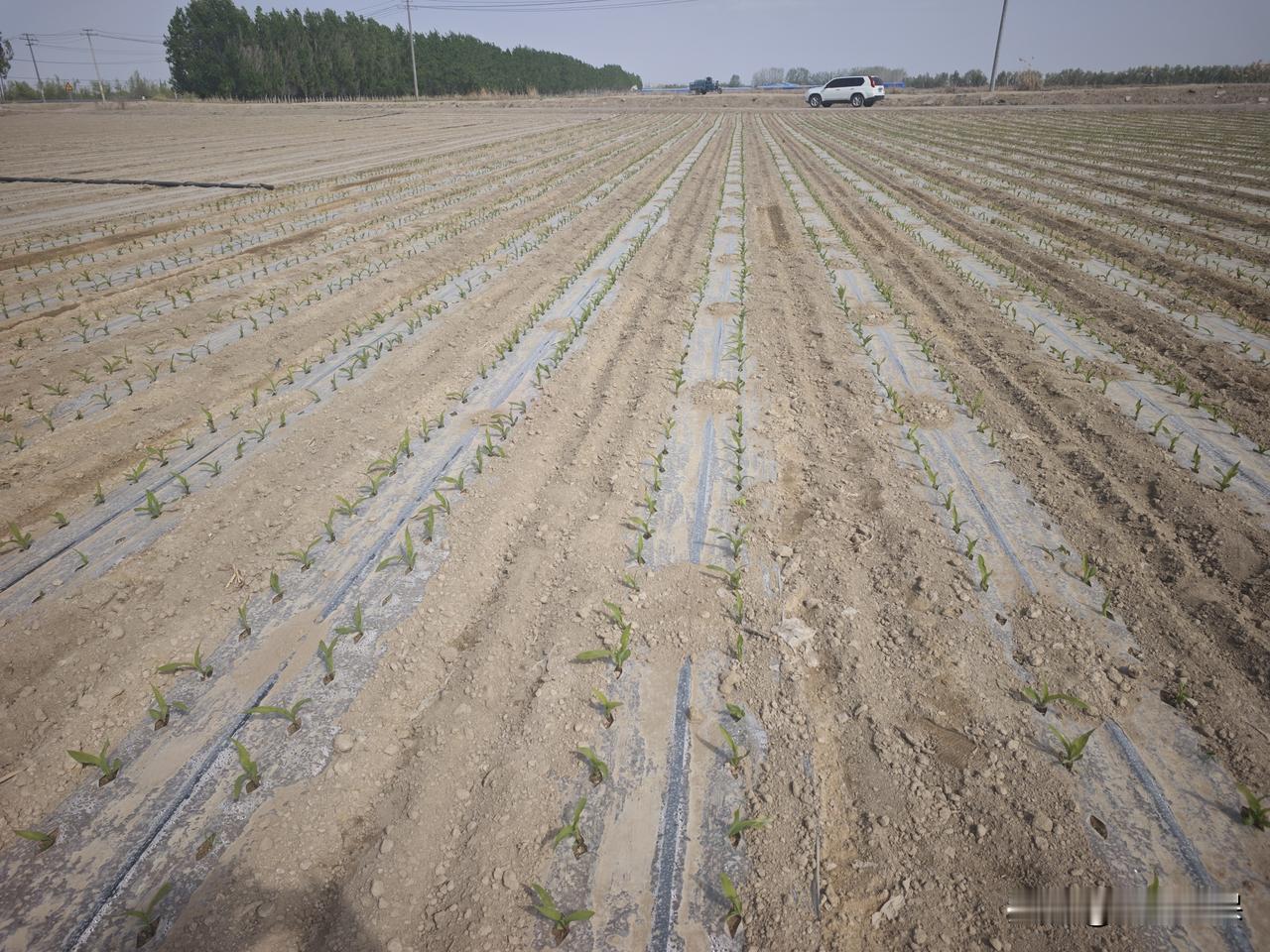 回家的路上，路过果园，粉白的苹果花缀满枝头，风一吹就落下满地温柔。我捡了几枝饱满