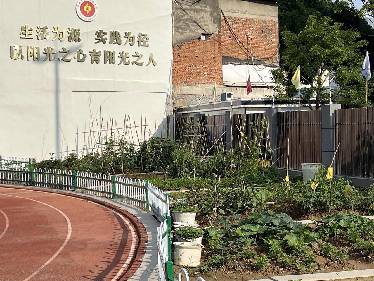 一盘油淋茄子的故事：源于一个理念，一片种植园得以建成。于是，一群老师领着一大群孩