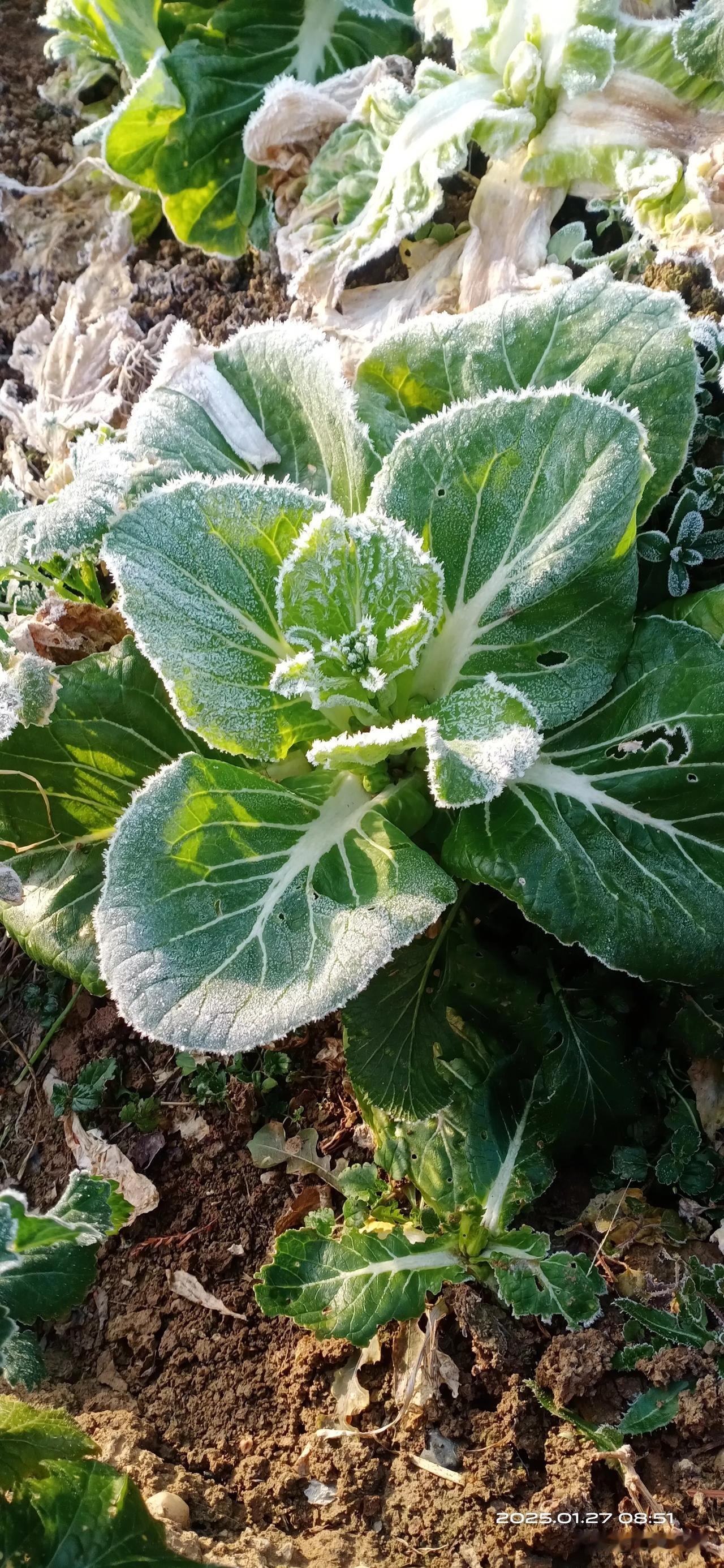 没时间旅游:农民种地是辛苦的，从翻地开始，到播种、施肥、浇水、除虫、收割、晾晒、