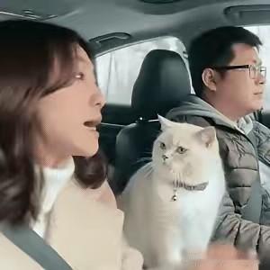 这猫也太懂事儿了！妥妥家庭调和小能手，网友笑翻刷屏，核心热评3类：
 
1. 笑