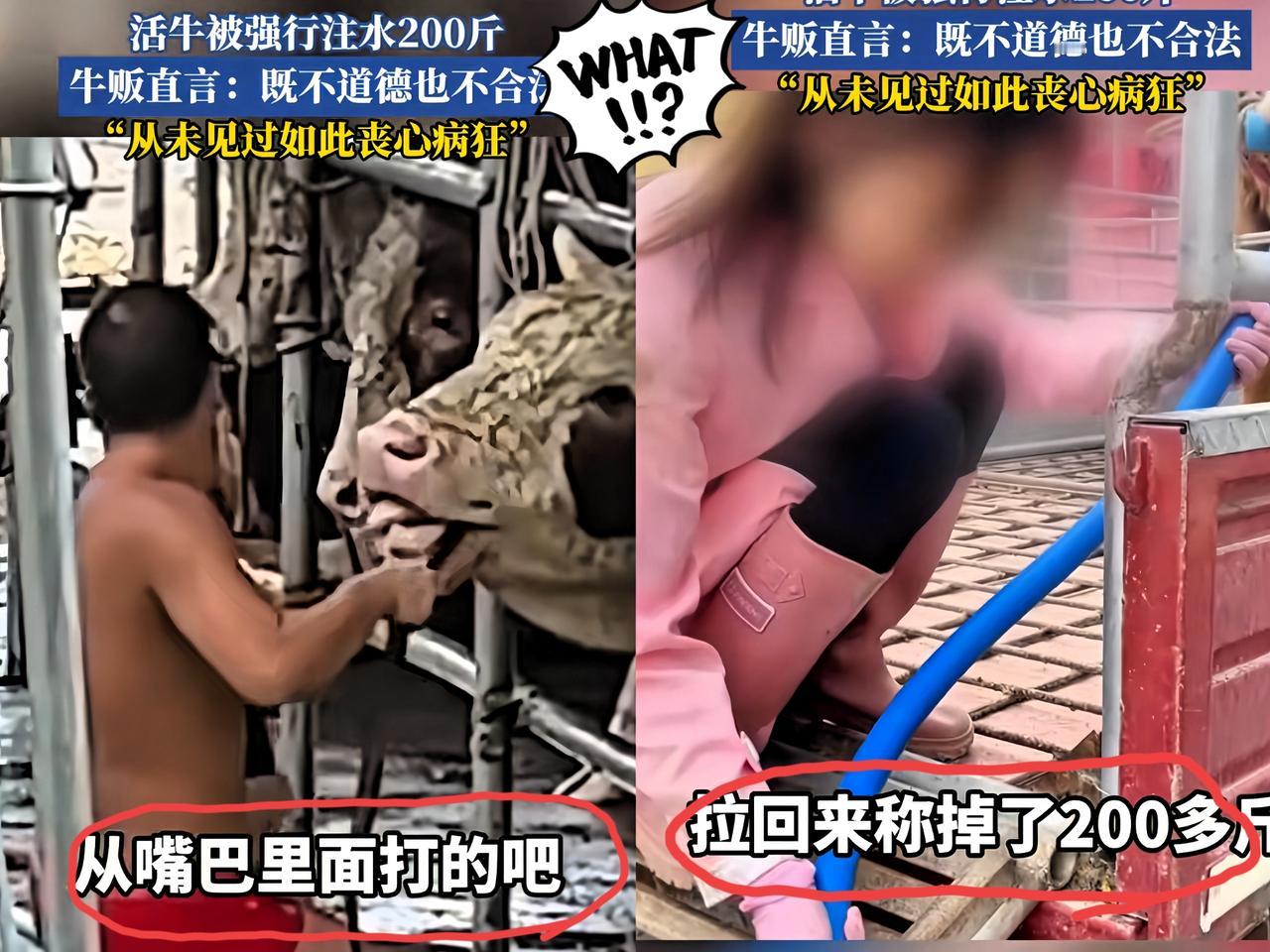 真的是丧尽天良！

近日，广西钦州一男子买了一

头牛，结果买回来以后，这头牛不