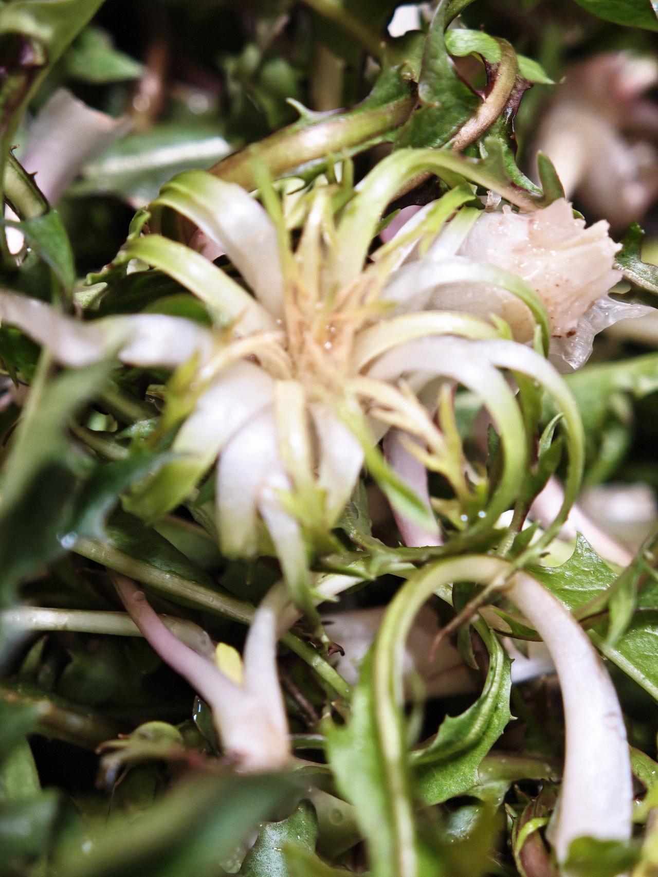 自从头一次挖回来一点婆婆丁，老妈吃后说了一句话，只有鑫鱼回来了，我才能吃到婆婆丁