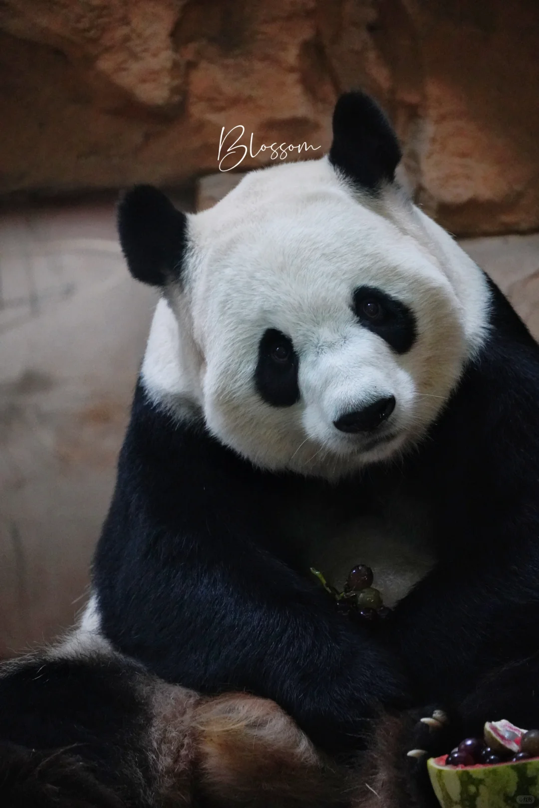 240811浜姐的14岁，吃了很多🍇，生日快乐