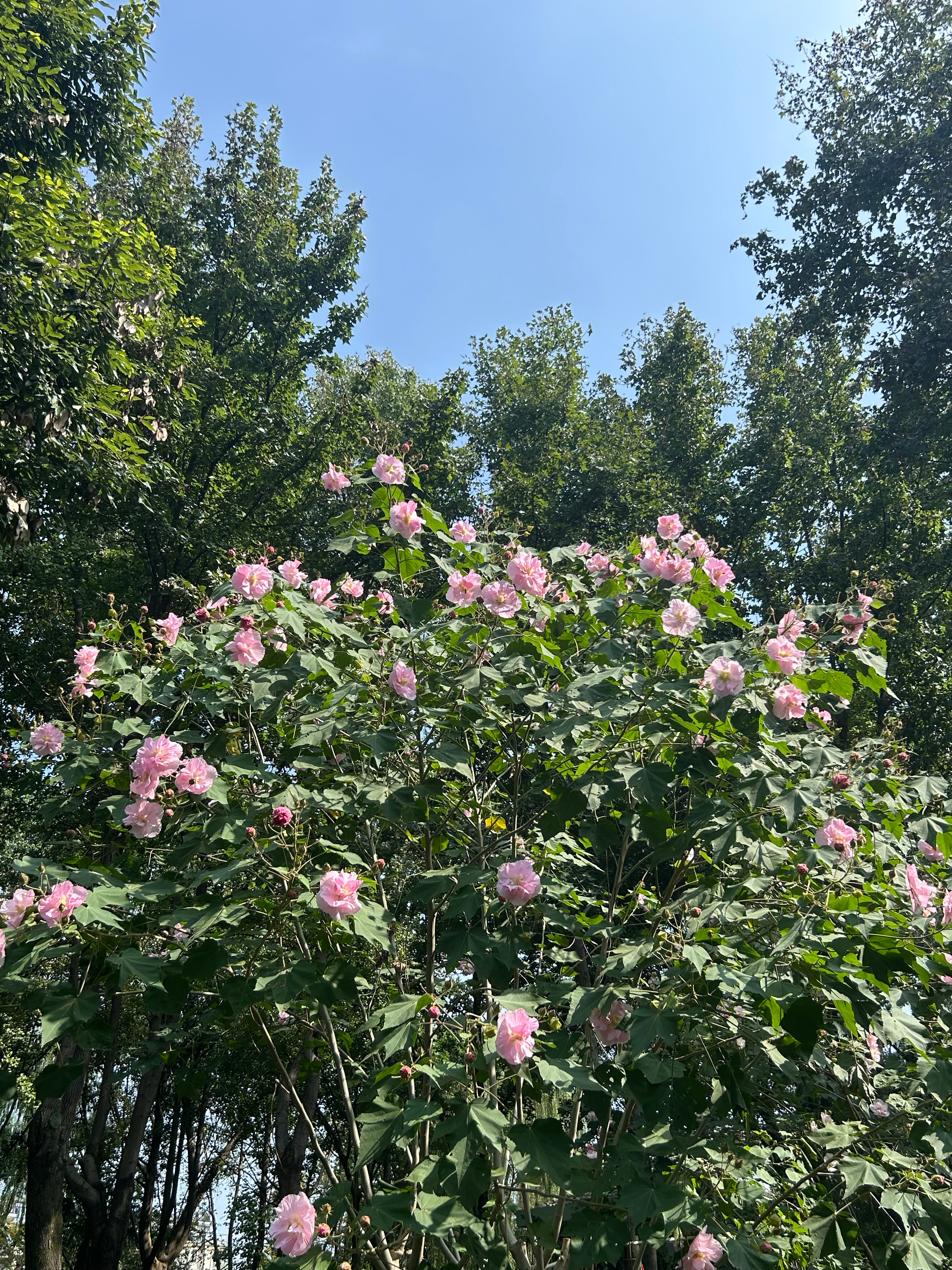 🌿巳仙仙提升能量小贴士：多去公园和自然链接，摸摸树叶、闻闻草木香，借植物的灵气