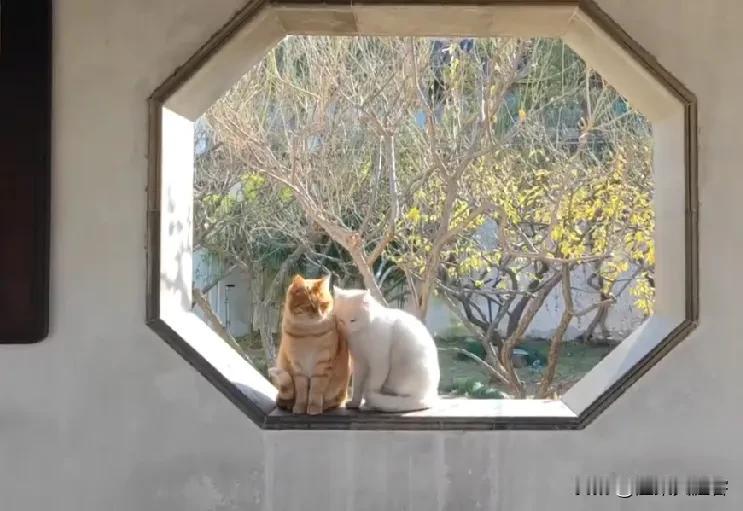 人到中年，看淡一切真的能快乐吗

人到中年，感觉一下子就站到了人生的岔路口。前半