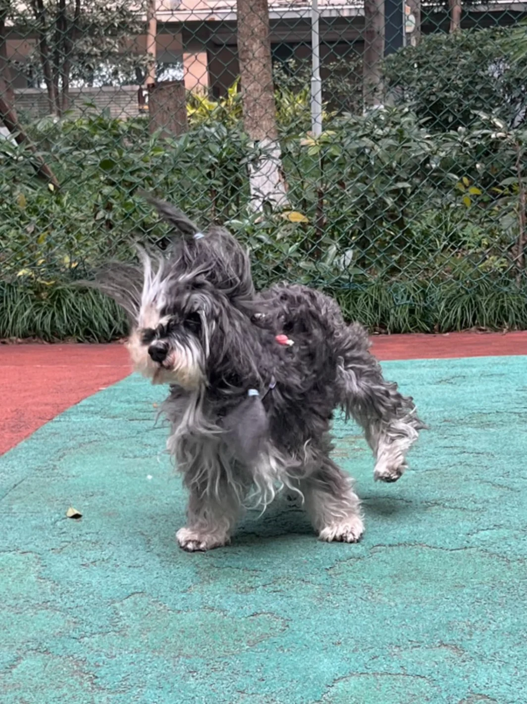 请问这是什么品种的狗啊？