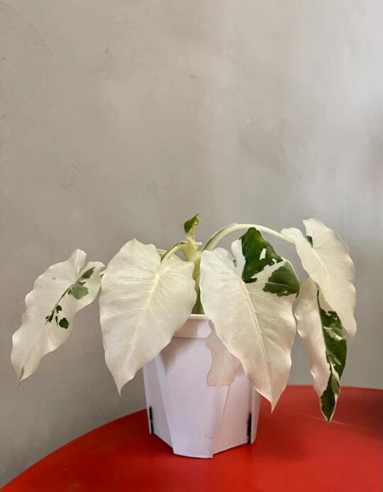 热死但又还没死｜来点清淡的吧｜海芋