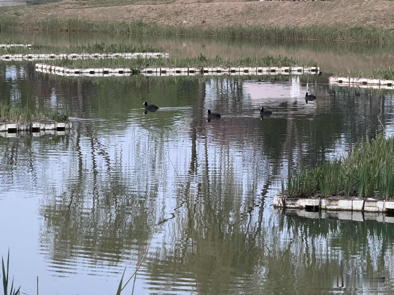 【小对联】
上：……？
下：寒鸭。