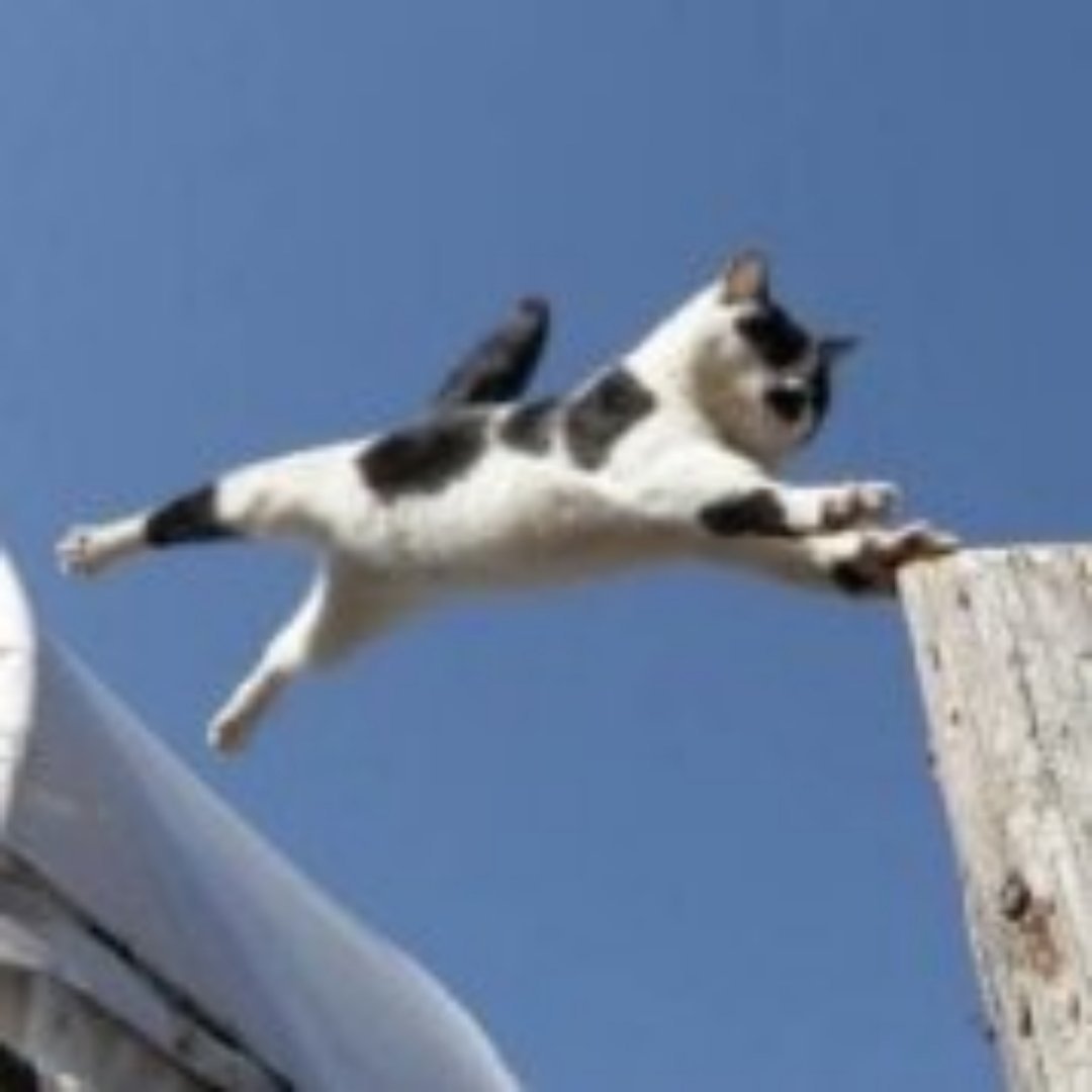 头像分析  高圆圆猫的头像很多都是养猫的，再一个是性格强势。狗的头像基本也都喜欢
