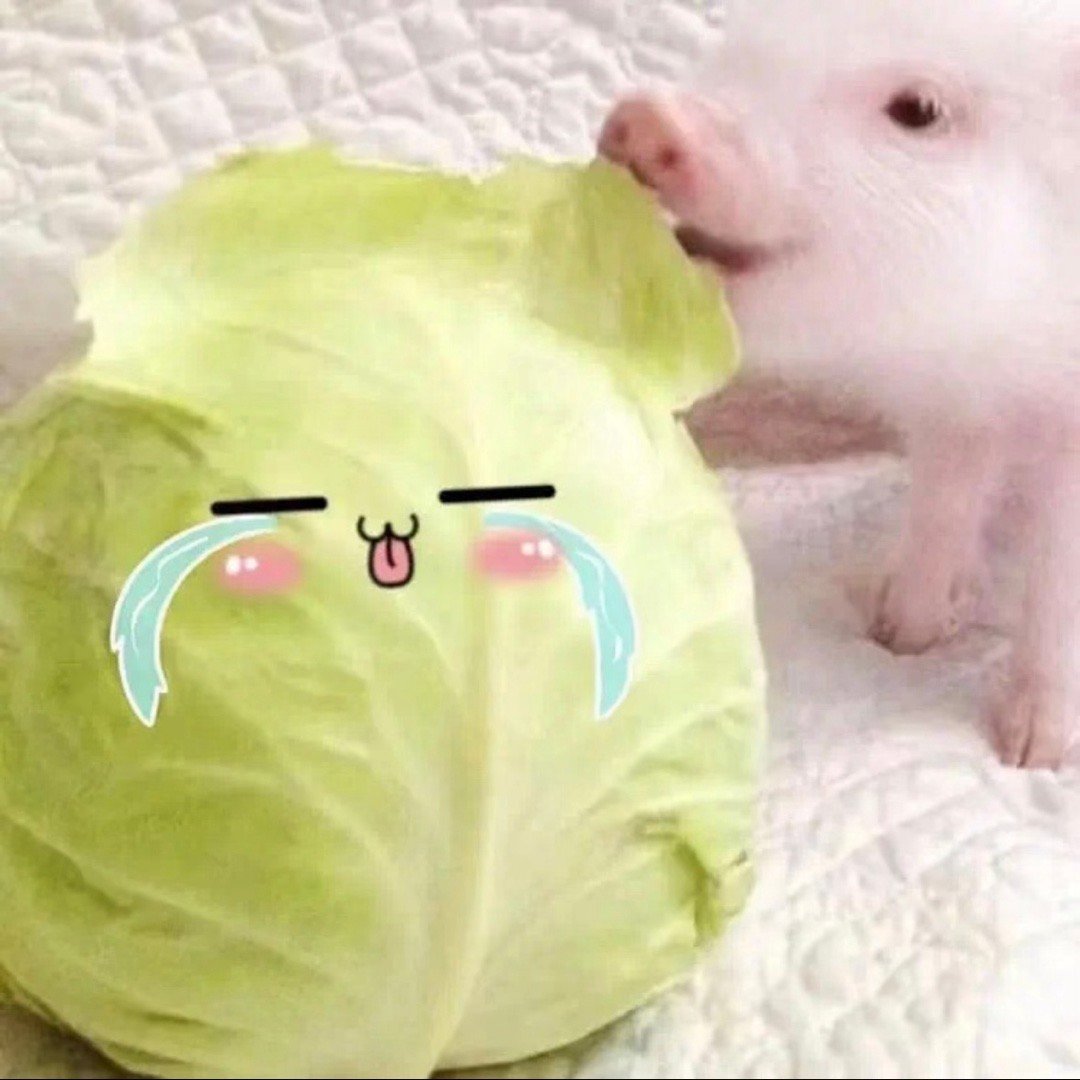 小白菜头像已过期 不要想念 ​​​