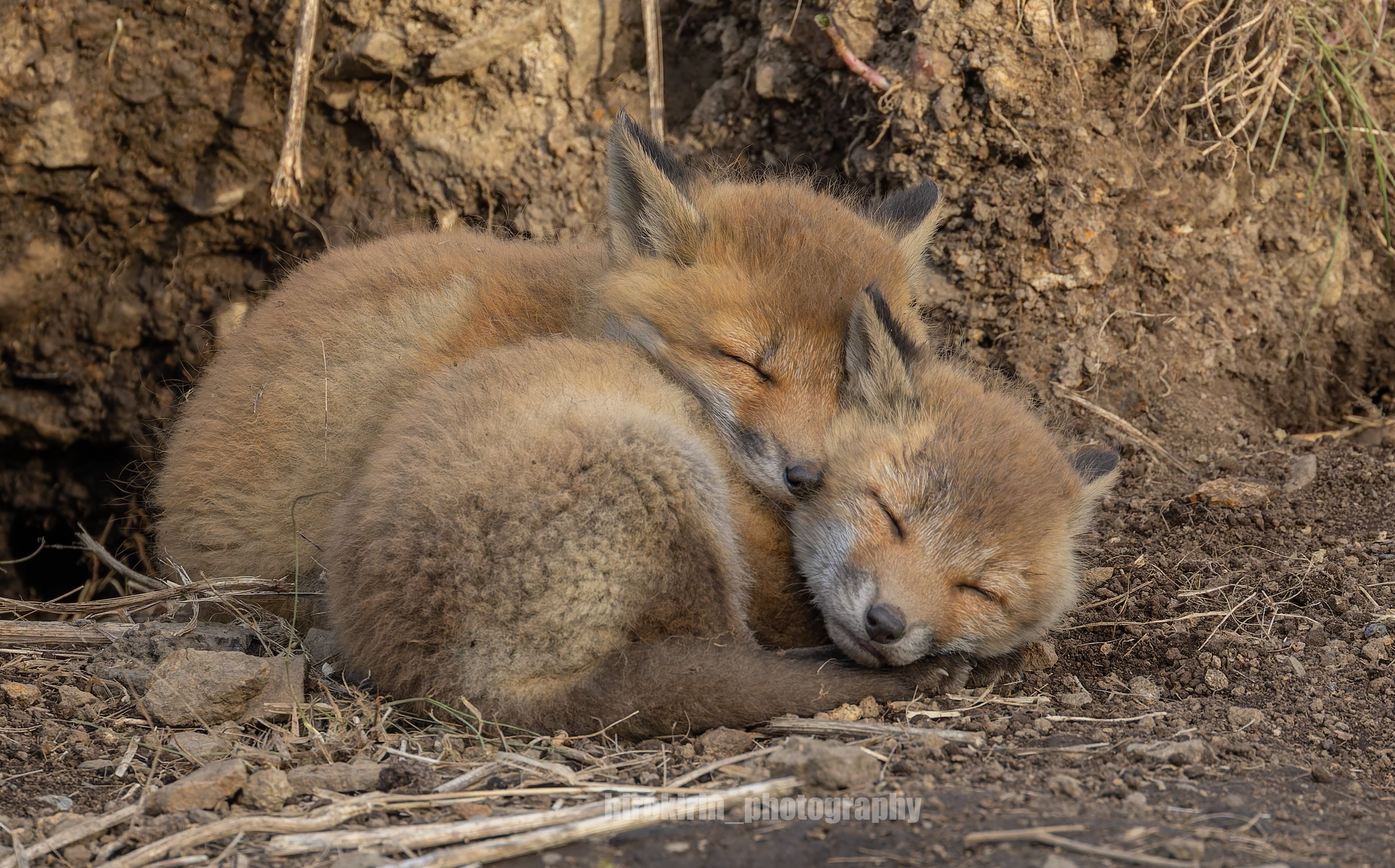 狐狸 幼狐双层压糕©️hirokirin_photo 
