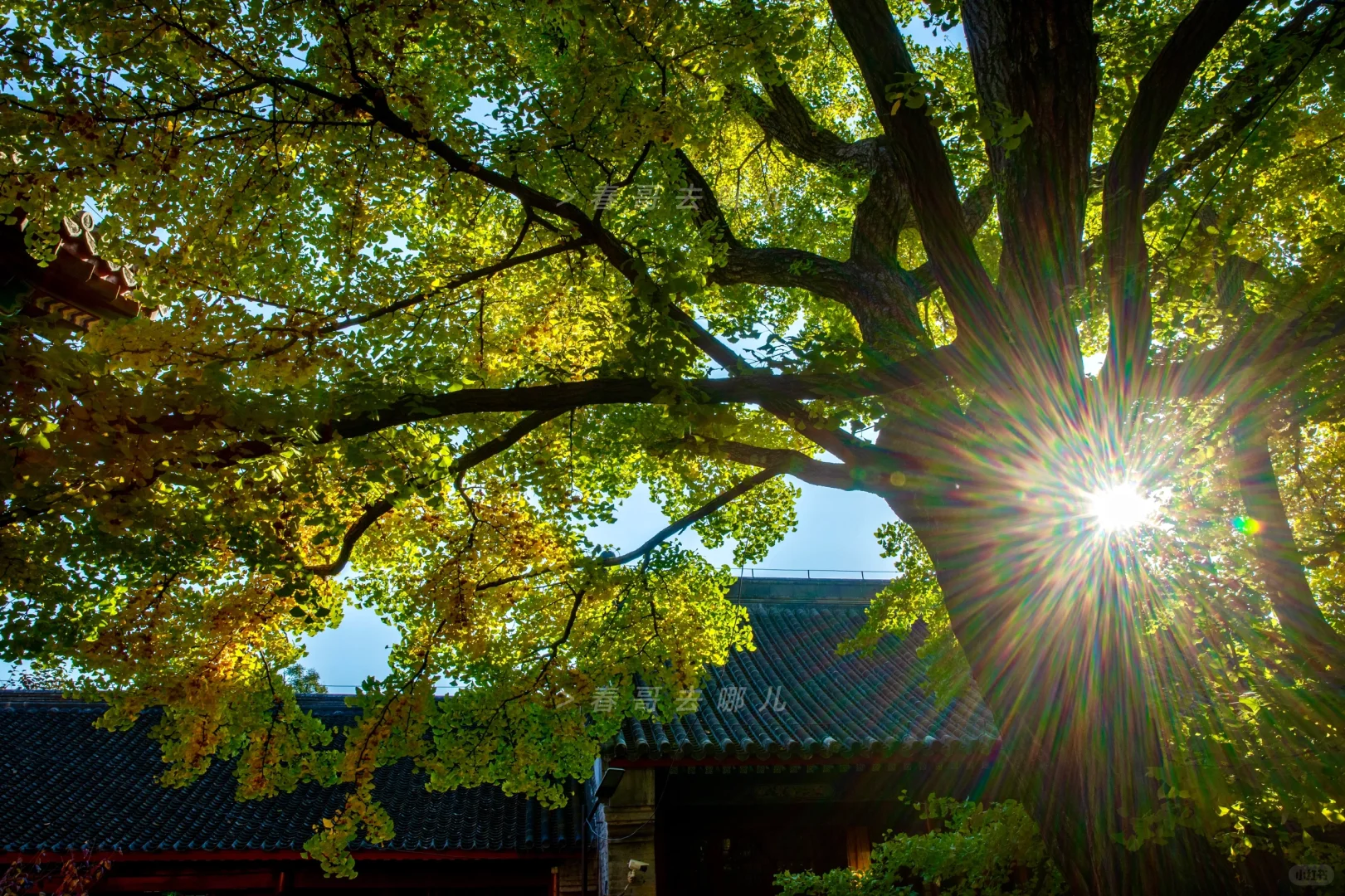 10.23实况，红螺寺唐朝夫妻银杏变黄，可冲！