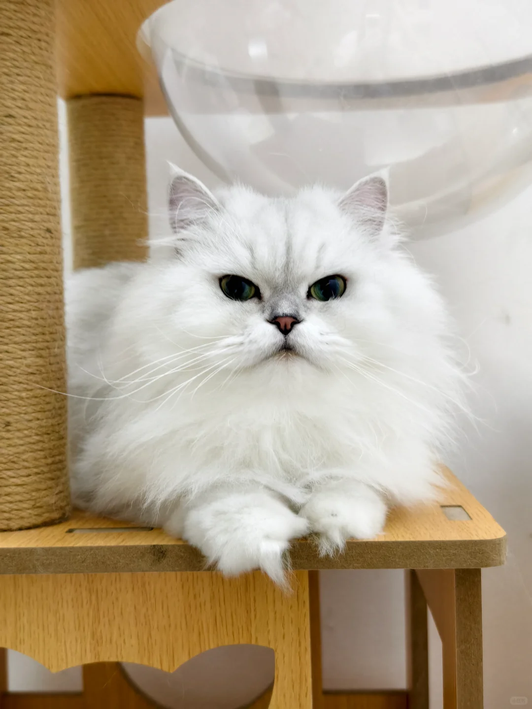 看到小猫咪心情就会变好是真的！