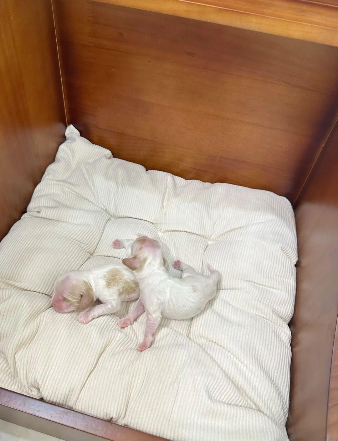 美国可卡｜黄白花幼犬