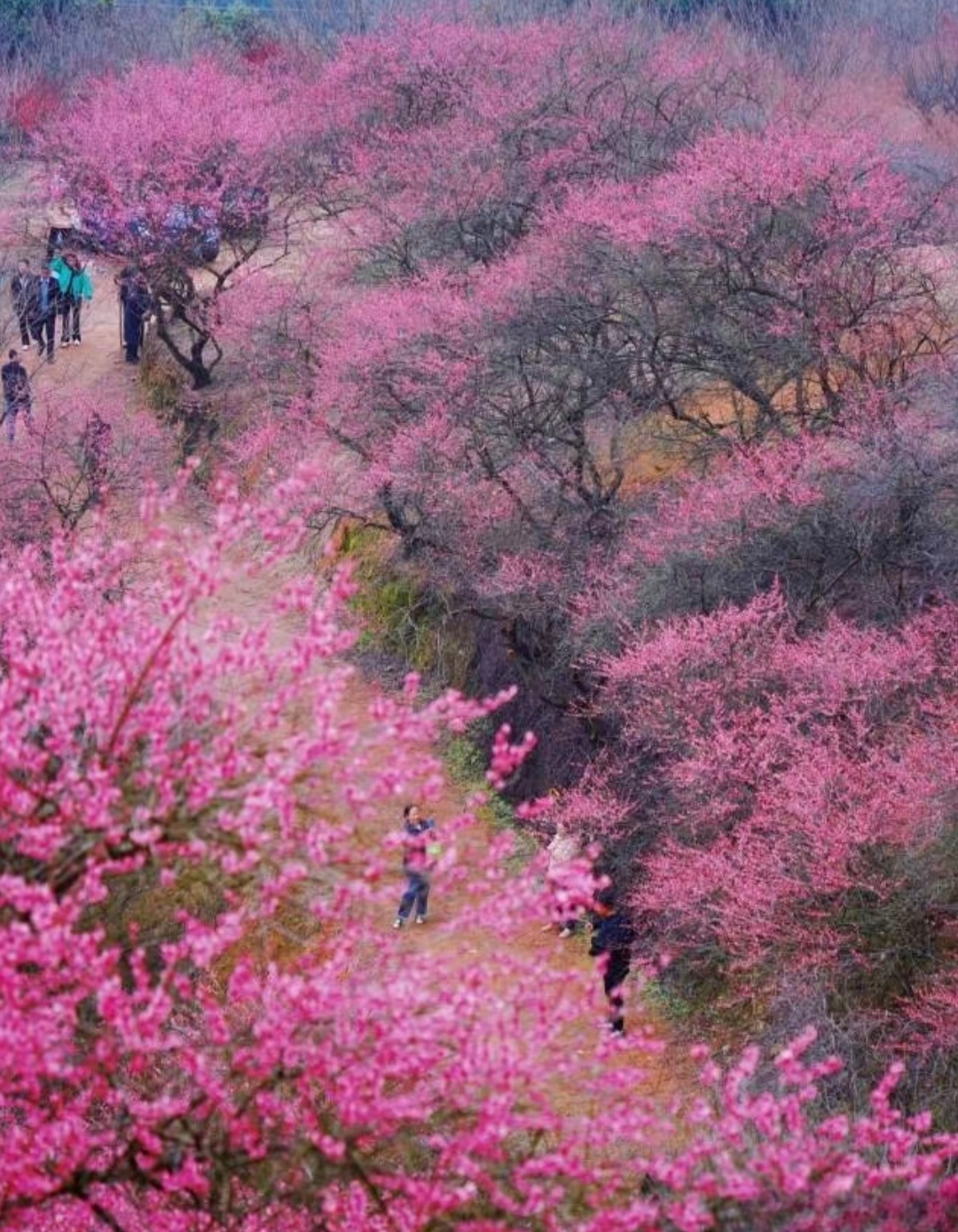 “  酒美春浓花世界 ...  ”  