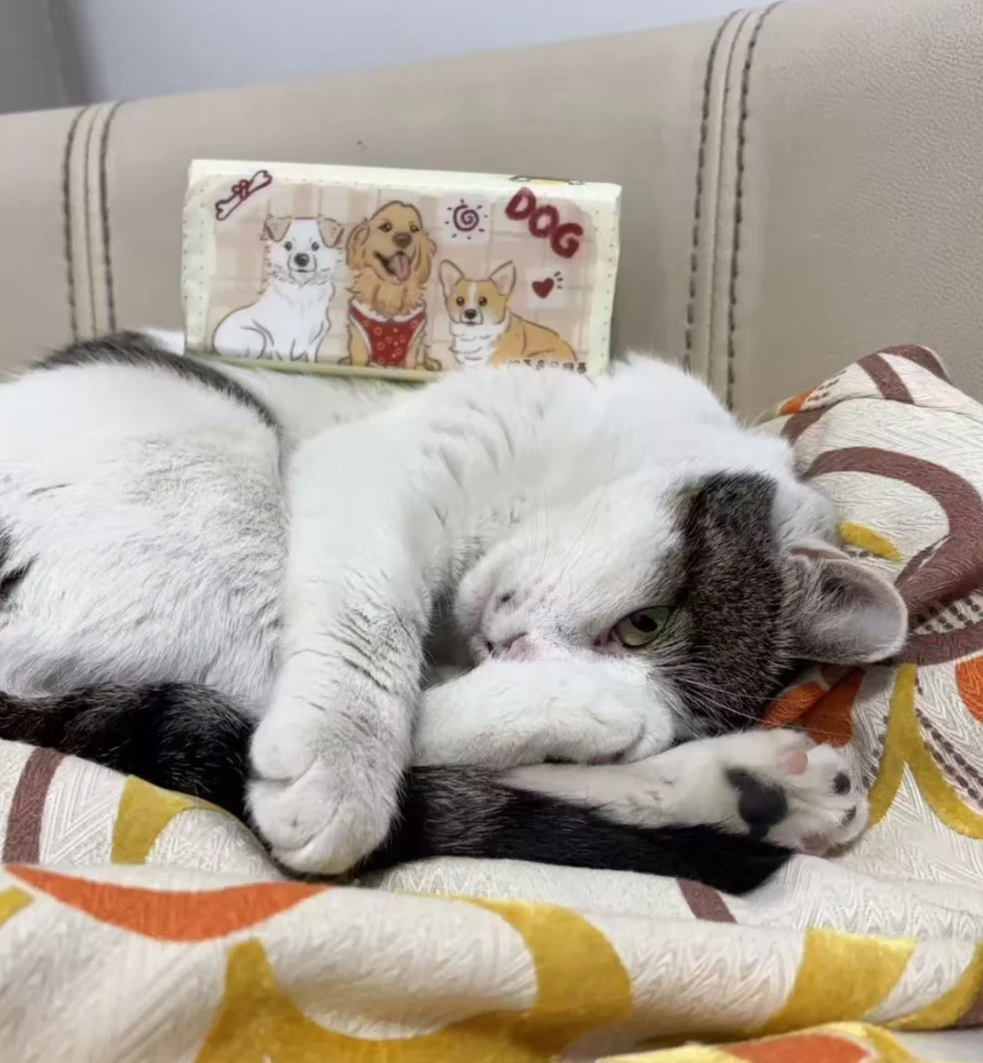 卖20提抽纸帮我同事噶🥚🥚！