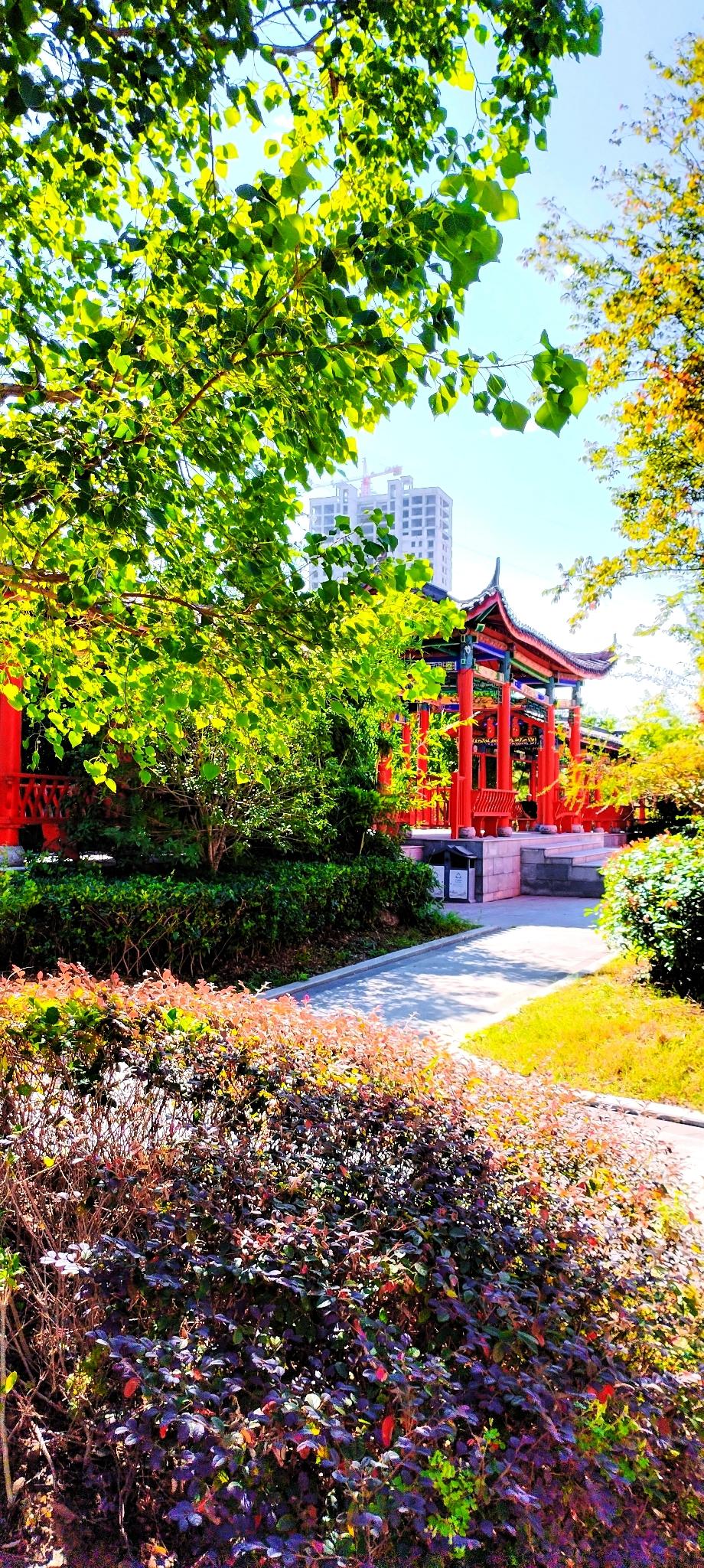 前天上午出去散步，当来到沈丘兆丰大道南段时，看到这里的绿化还不错，拿起手机随手拍
