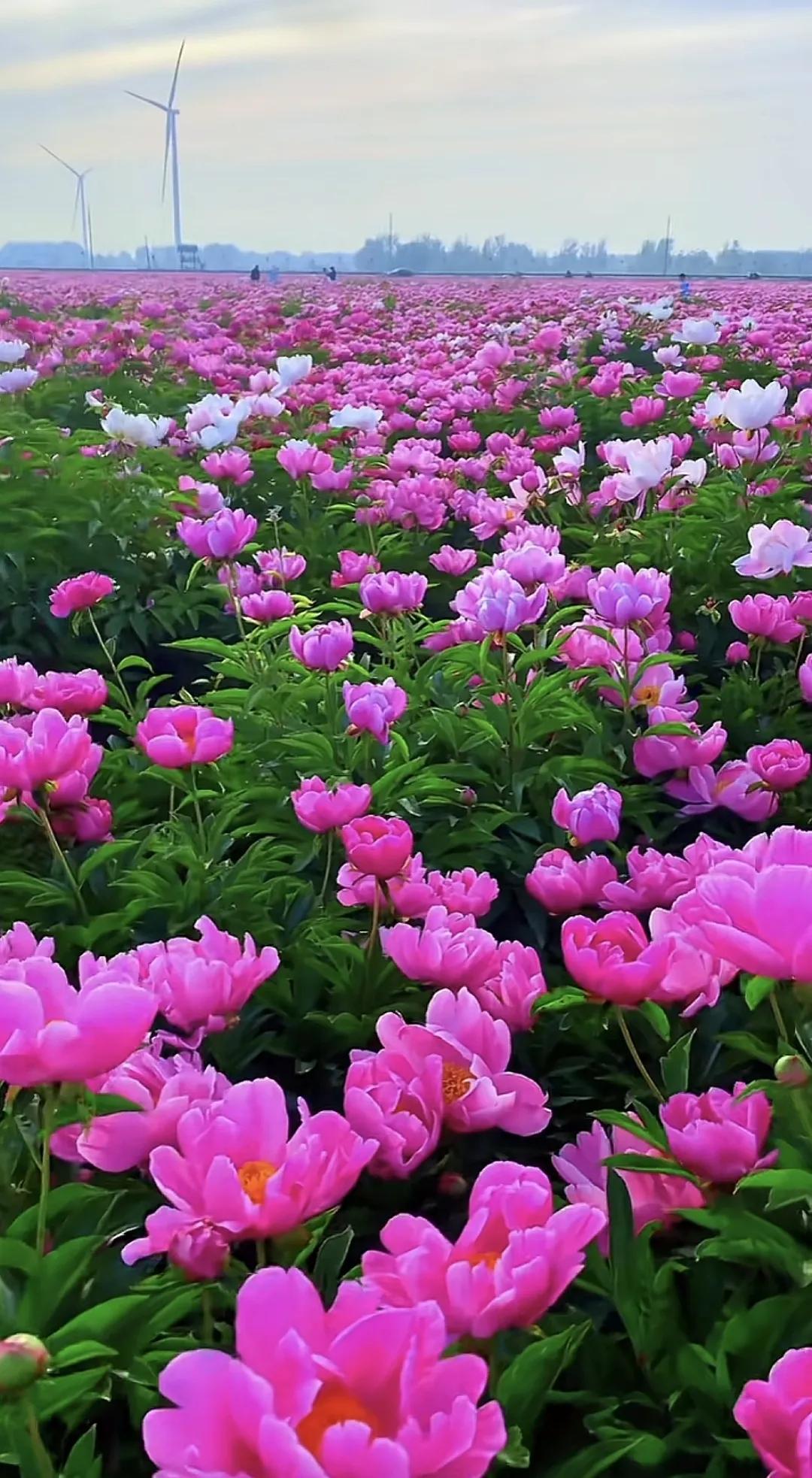 花开花落是风景，起起伏伏是人生🌼#风景# #秋日绽放的花# #花美景分享# #