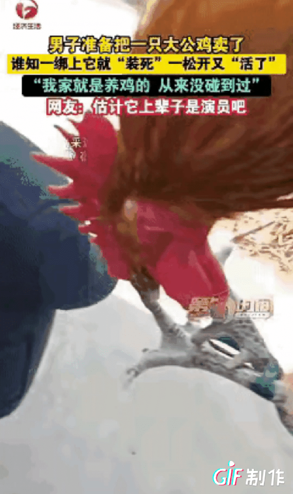 科学都解释不清了！”安徽宿州，一男子准备把自家养的一只大公鸡拿去卖了，结果男子一
