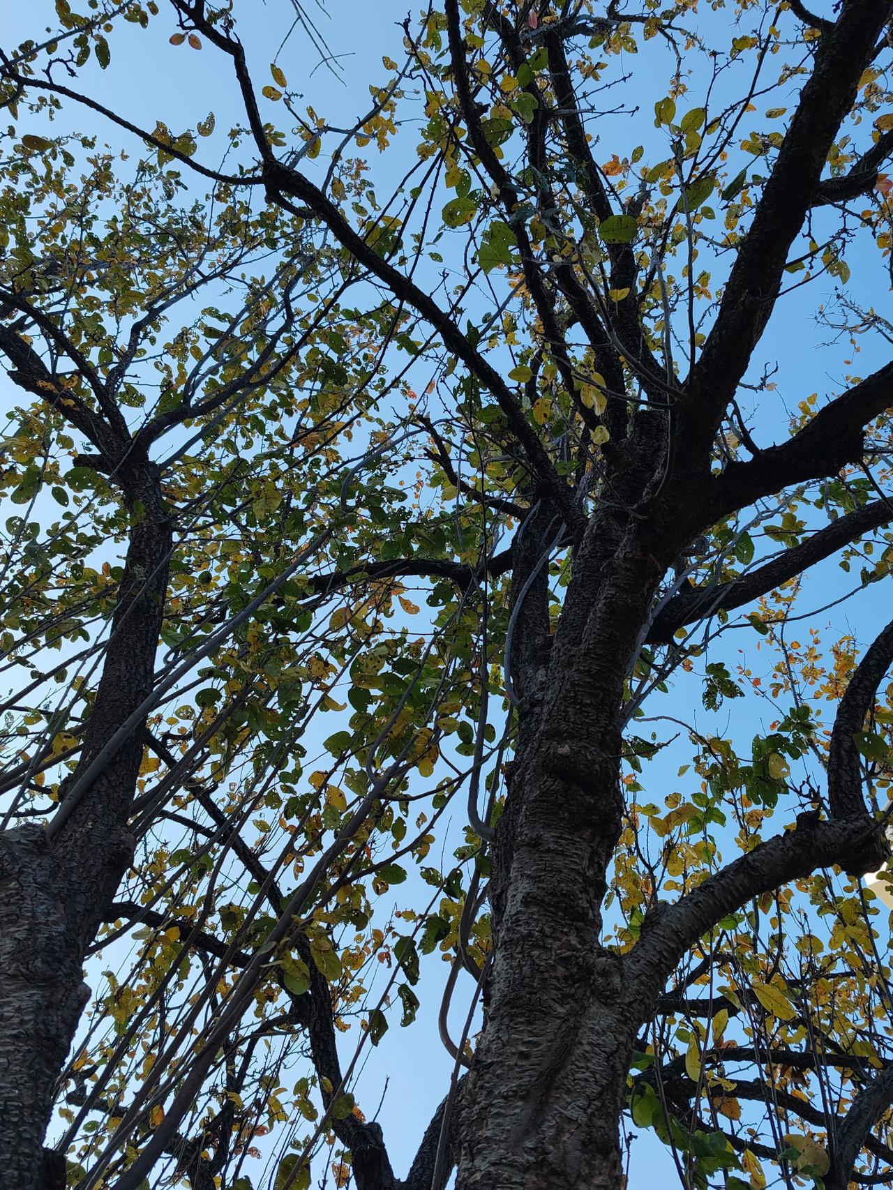 一张图证明冬天来了随手一拍。