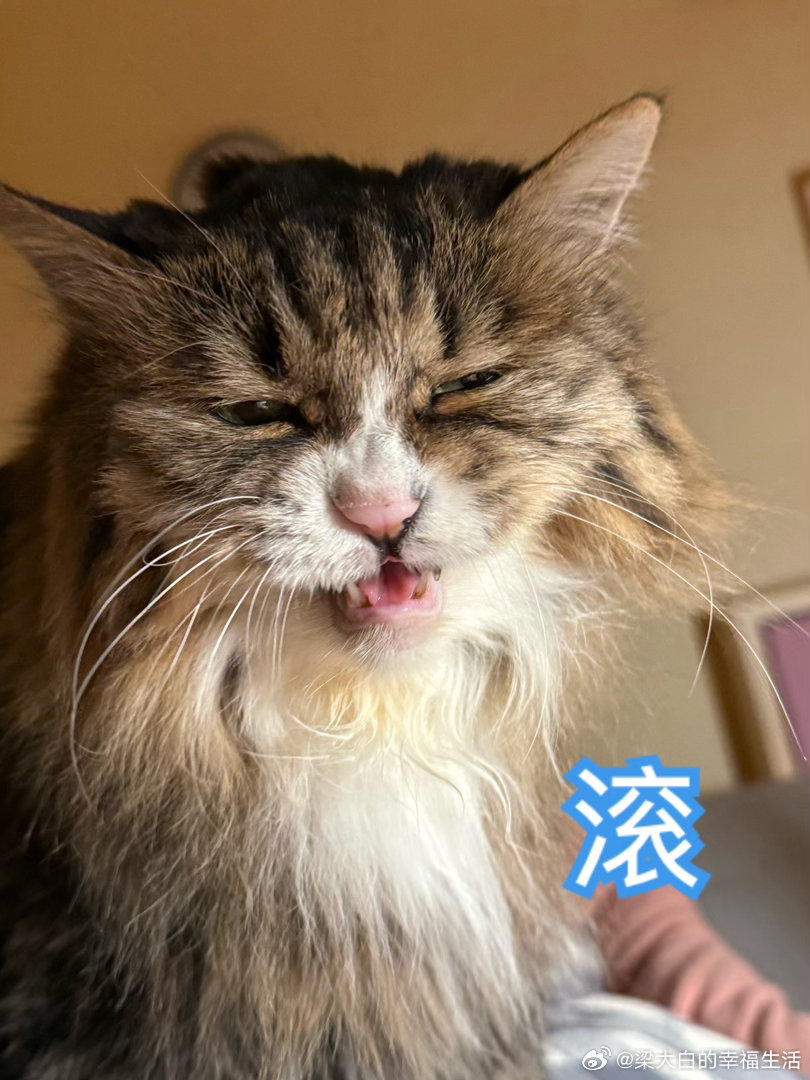 小车车有半个月没开了，又没电了。用充电宝充电，我坐在车里打火，充电宝冒烟了，赶紧
