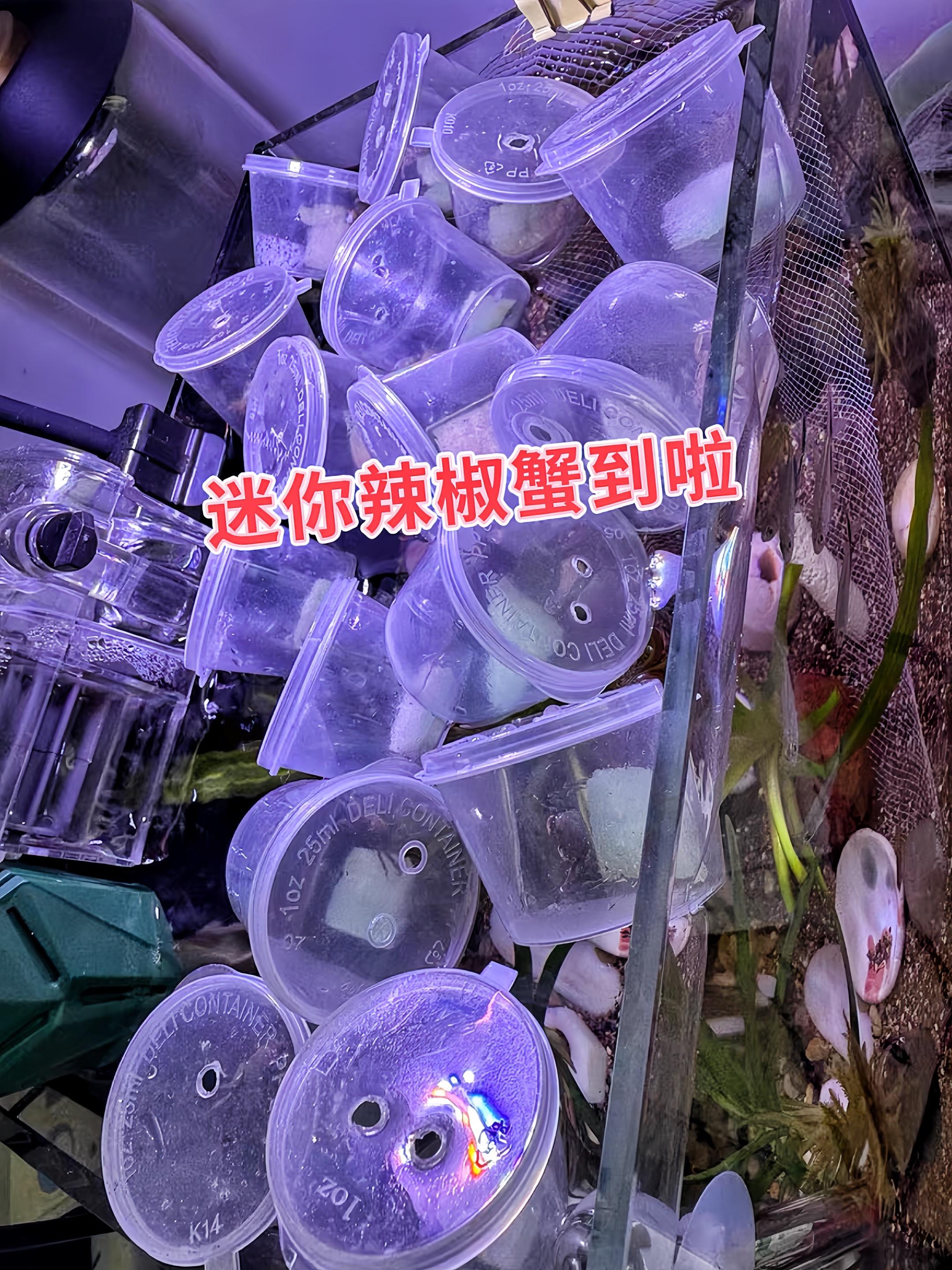 天然鱼缸清洁工上线！放入迷你辣椒蟹，它会勤快地清理鱼缸壁和缸底的藻类与...