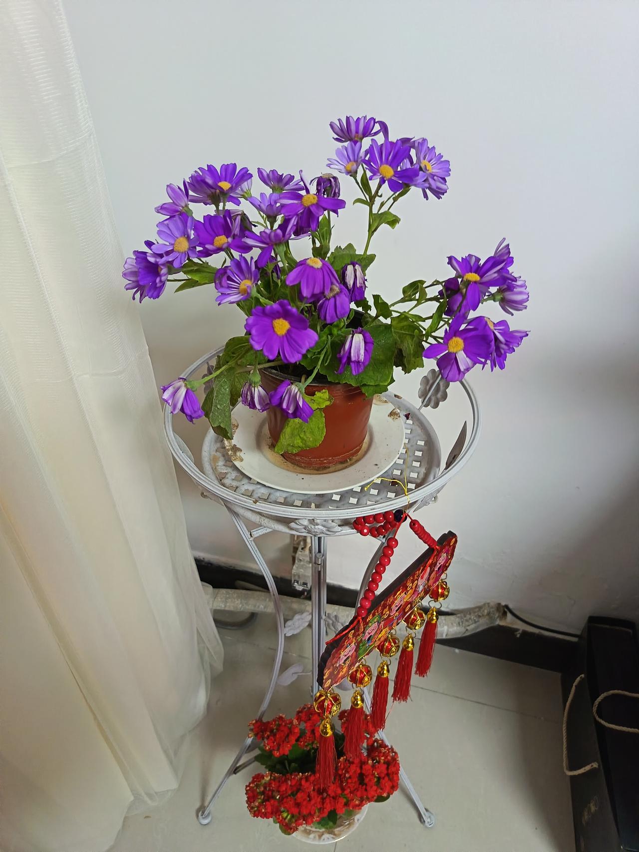 紫色花海，生机盎然，点缀生活之美！🌸💐🌺