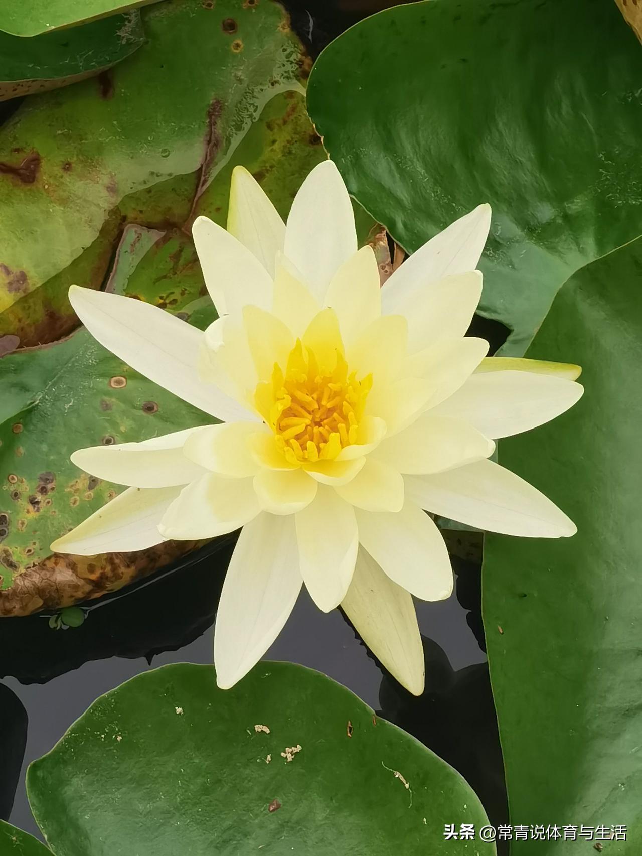 睡    莲
睡莲又名子午莲，是浮叶型水生植物，因昼开夜合得名"睡美人"。
它的